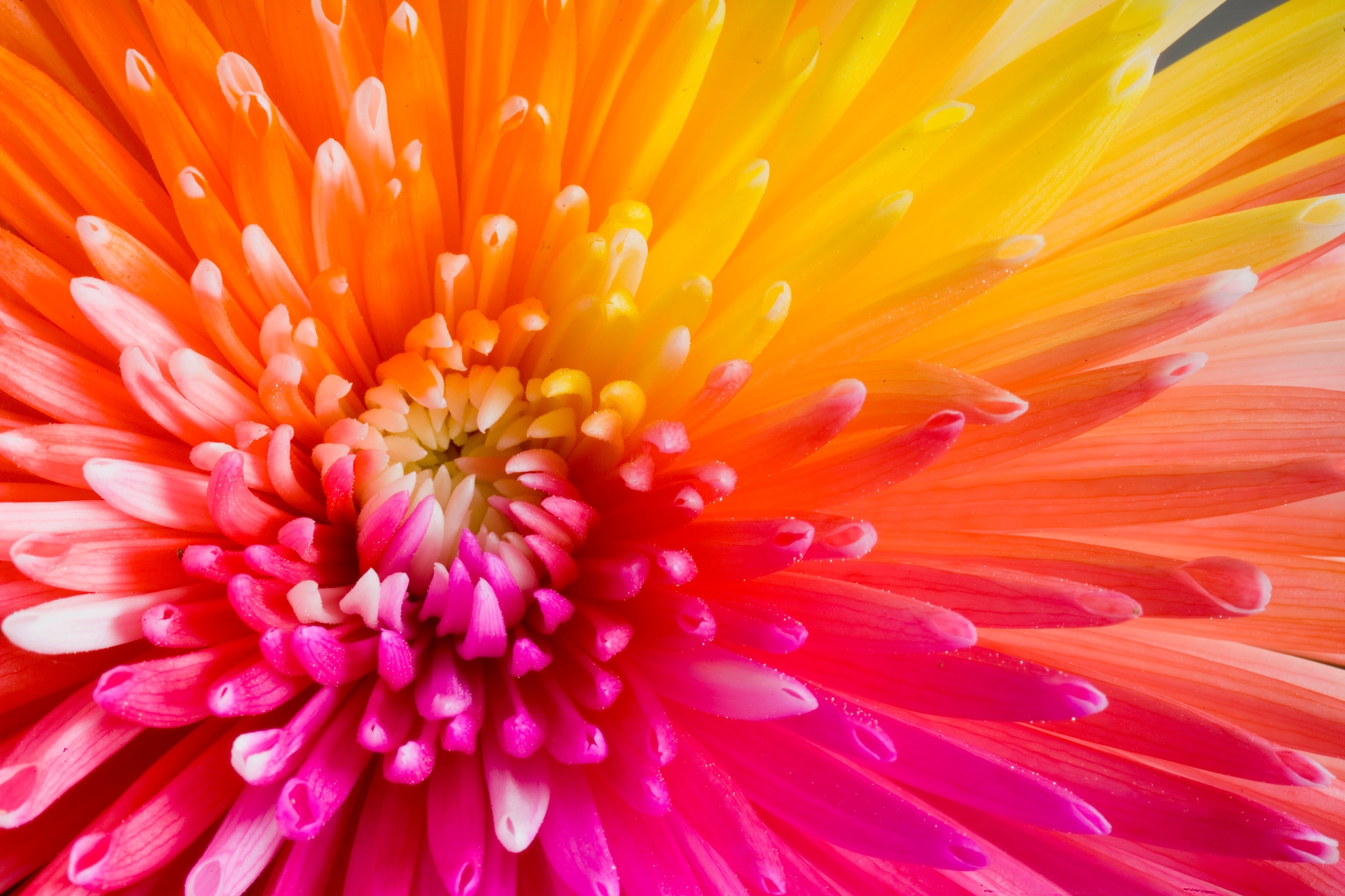 Fiore multicolore, Crisantemo, Macro, Arcobaleno, 2K, wallpaper desktop