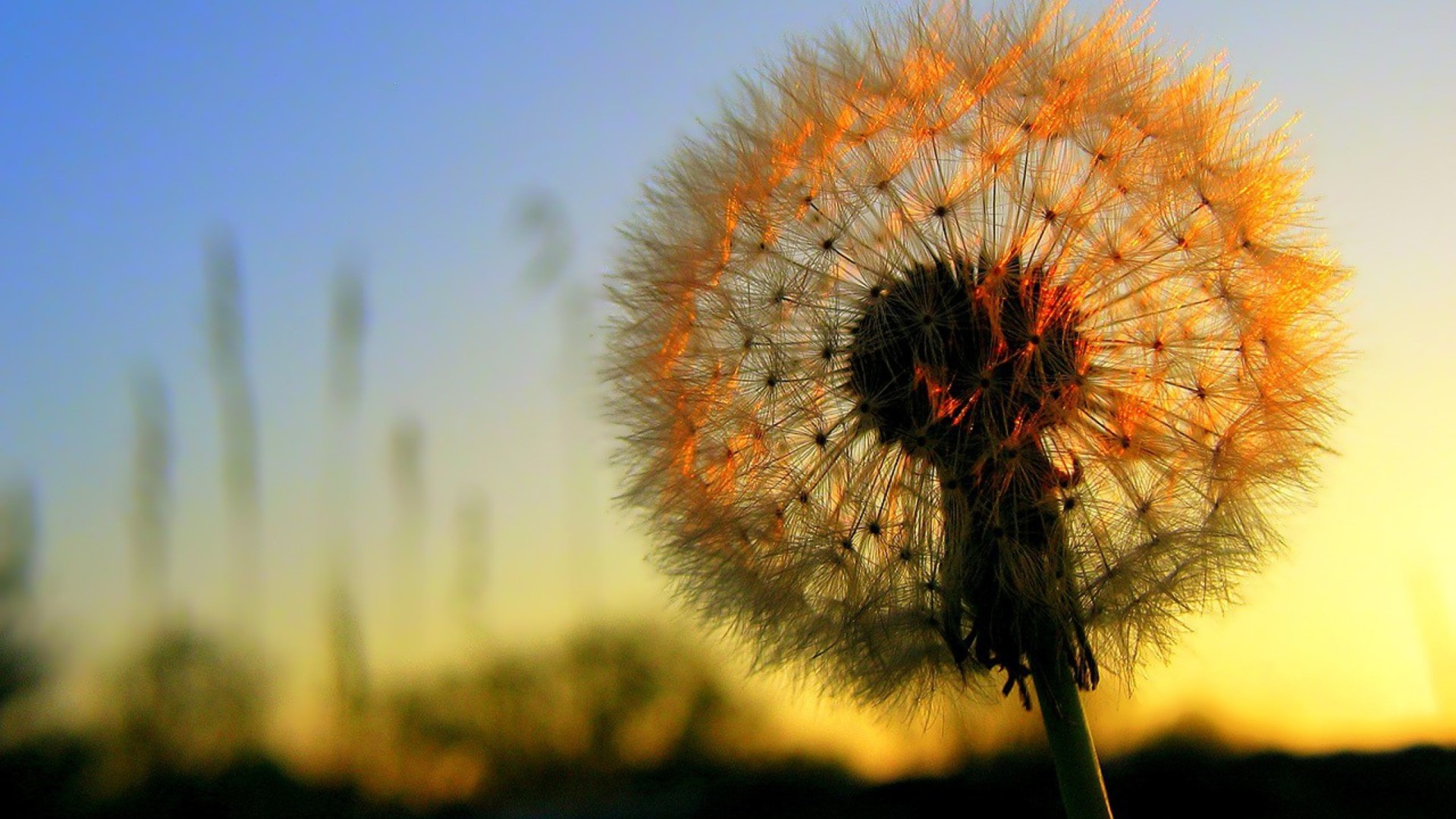 Soffione, Tarassaco, Tramonto, Controluce, Full HD, sfondo per desktop