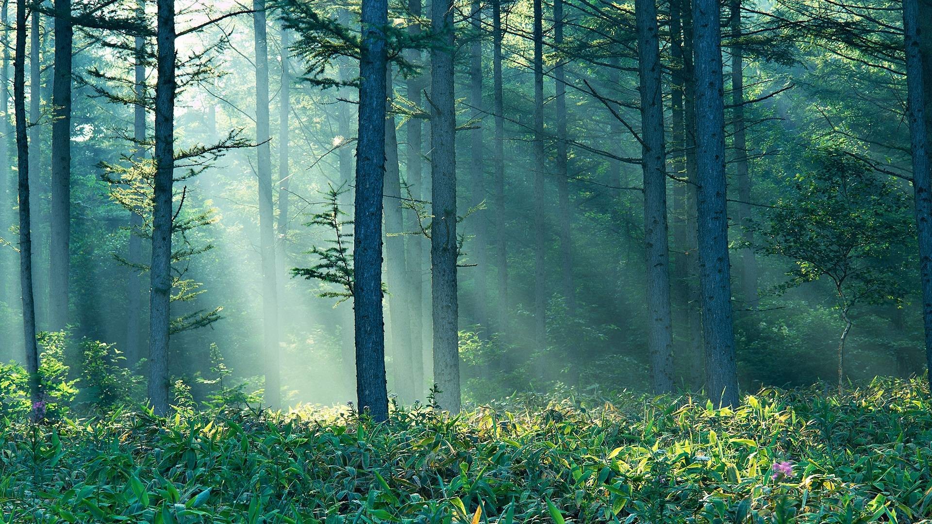 Raggi di sole, Foresta, Nebbia, Verde acqua, 16:9 Full HD, sfondo widescreen