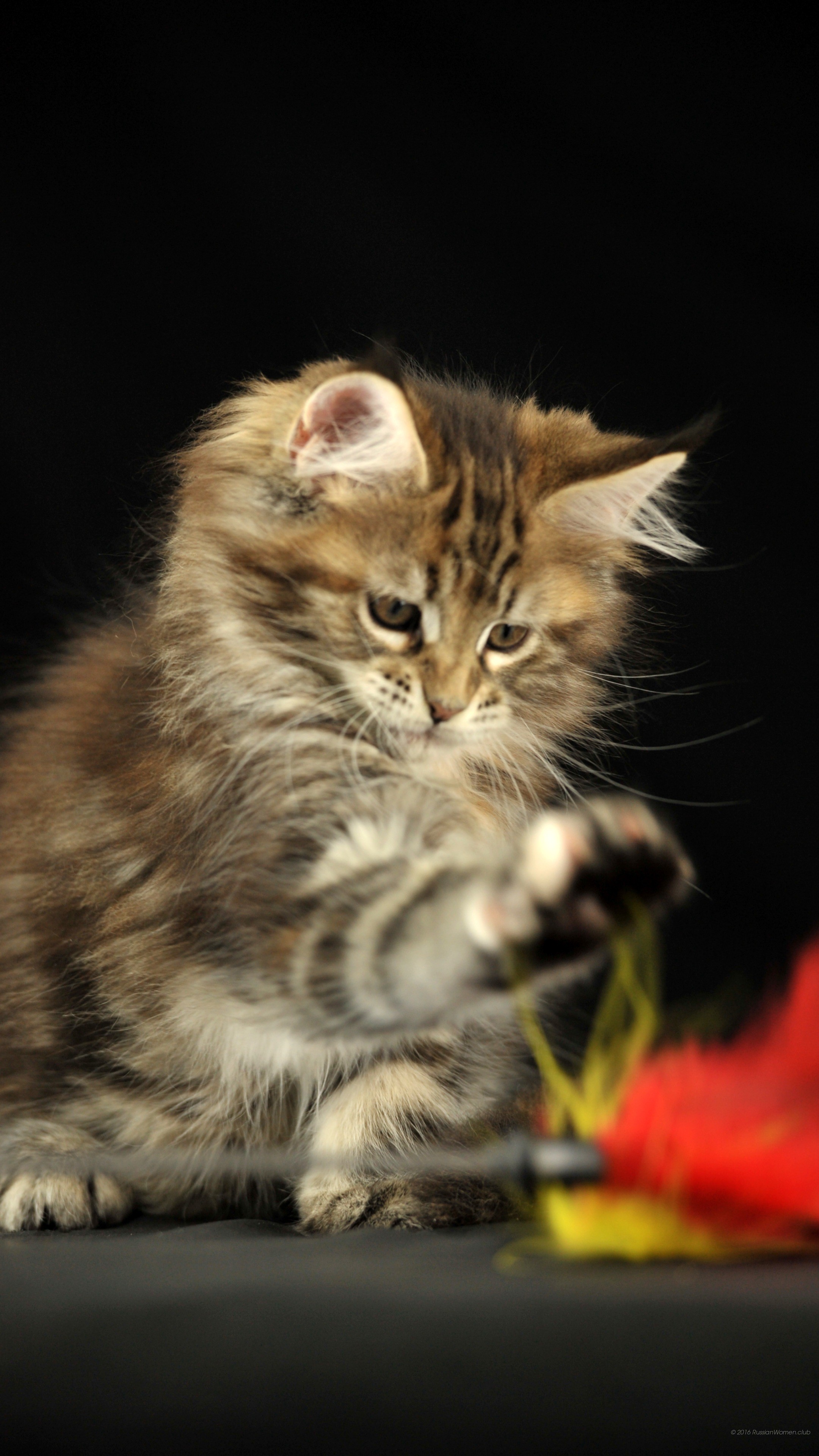 Gattino, Gatto, Gioco, Sfondo nero, schermata Home del cellulare