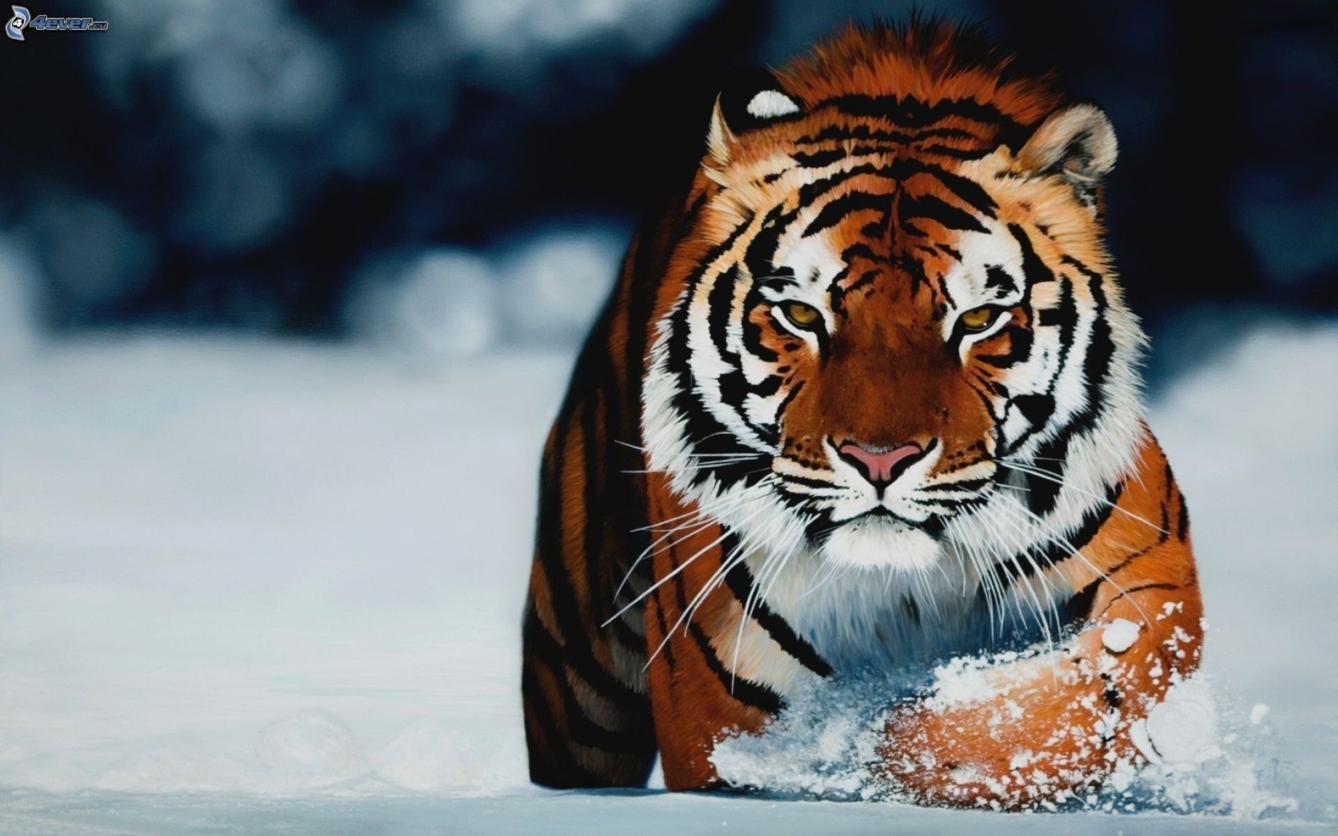 Tigre siberiana, Neve, Corsa, Sguardo, 16:10 Full HD, sfondo widescreen