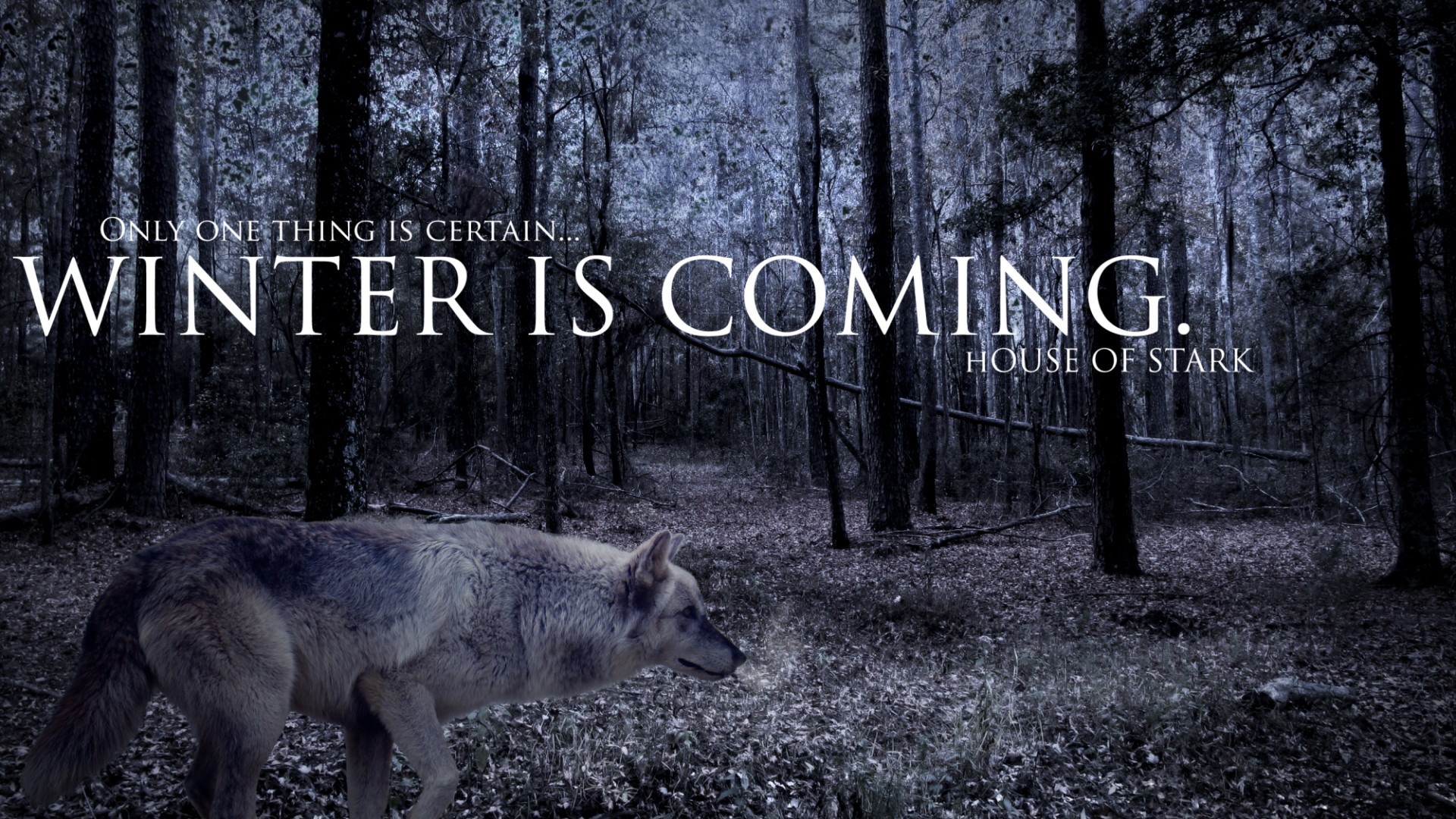 Winter Is Coming, Casa Stark, Meta-lupo, Foresta, Il Trono di Spade, sfondo 16:9 Full HD