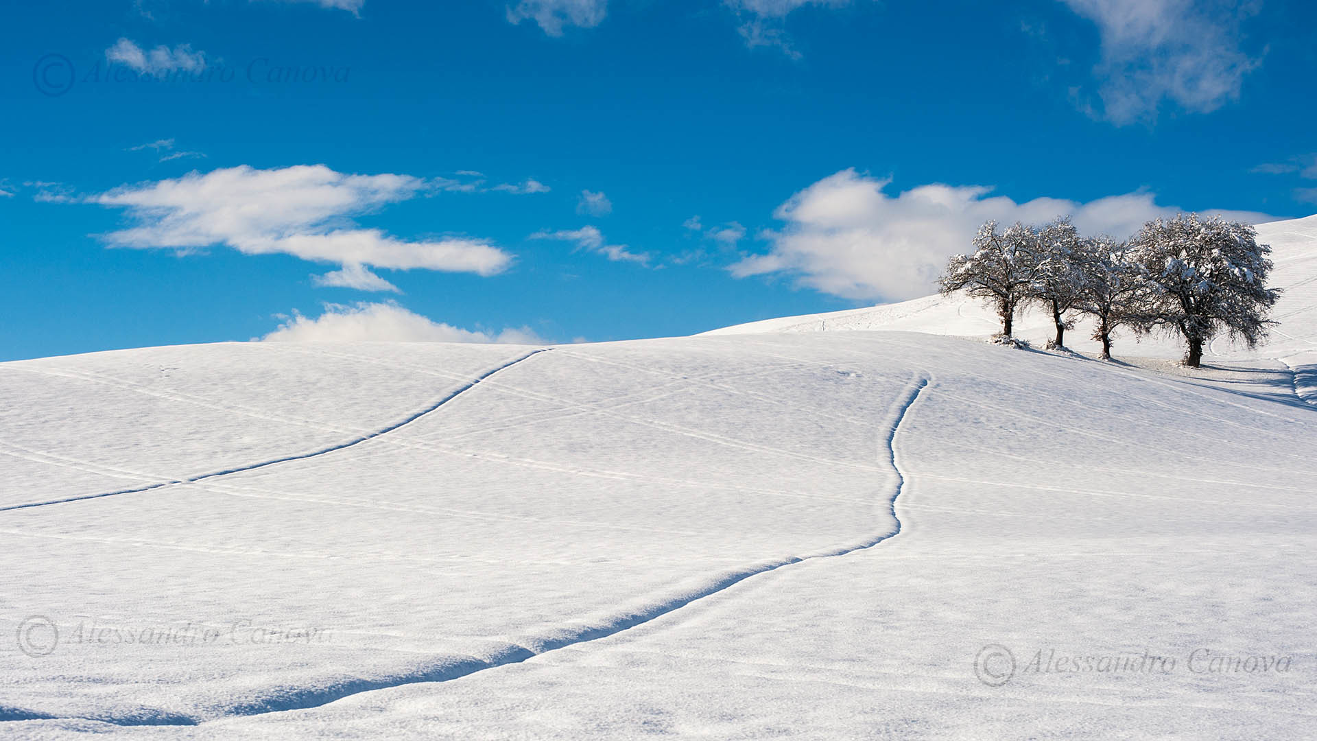 Neve, Alberi, Inverno, Cielo blu, sfondo per desktop