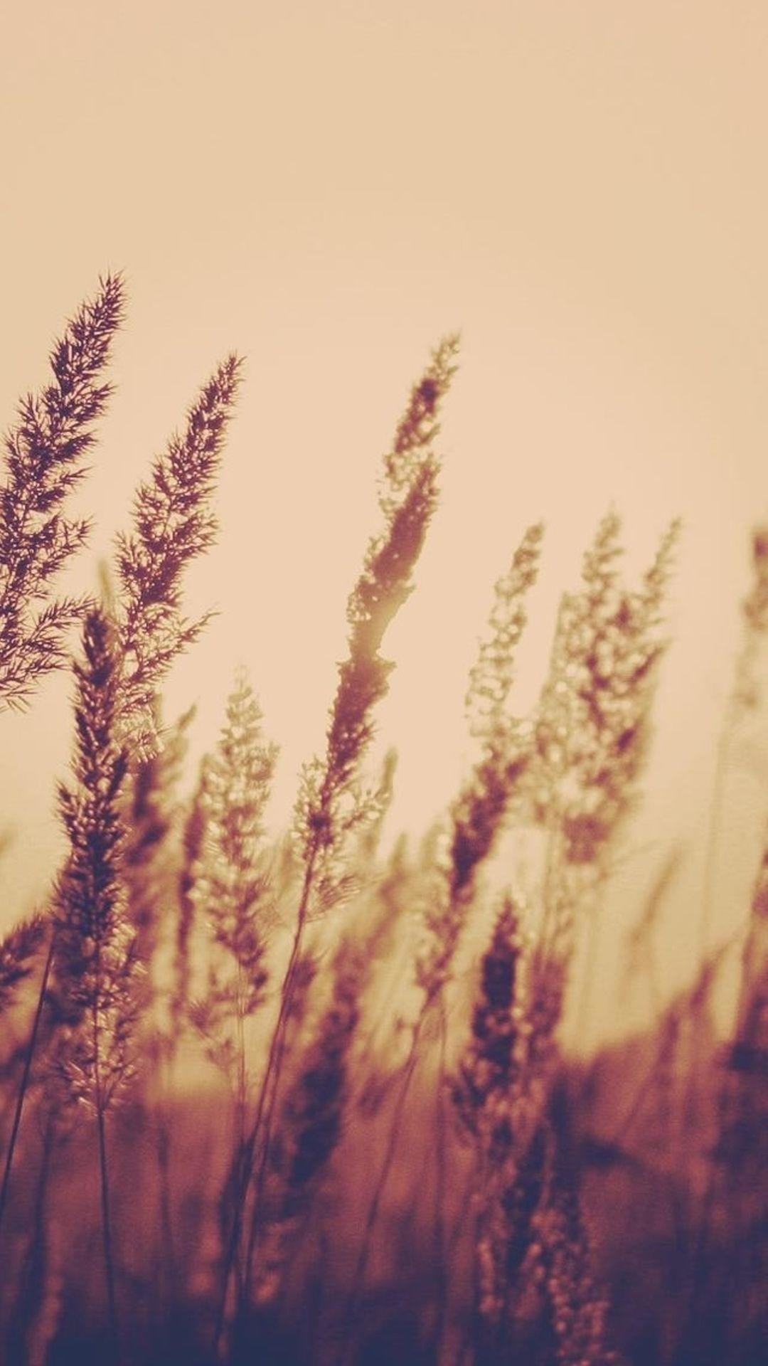 Spighe, Erba, Tramonto, Beige, Full HD, sfondo per smartphone