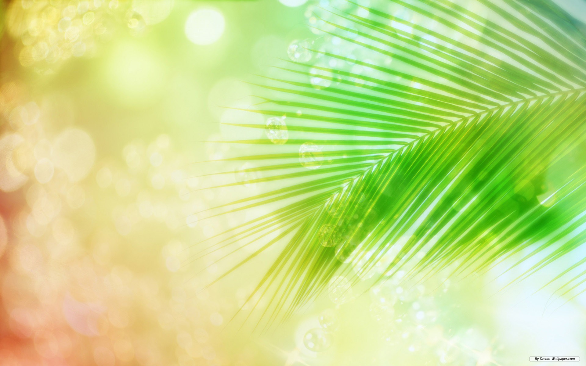 Foglia di palma, Bokeh, Verde, 1920x1200, sfondo per PC