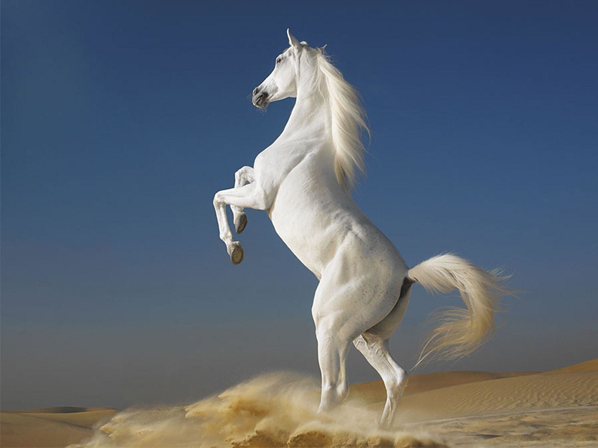 Cavallo bianco, Impennata, Deserto, Cielo blu, Full HD, schermata di blocco iPad