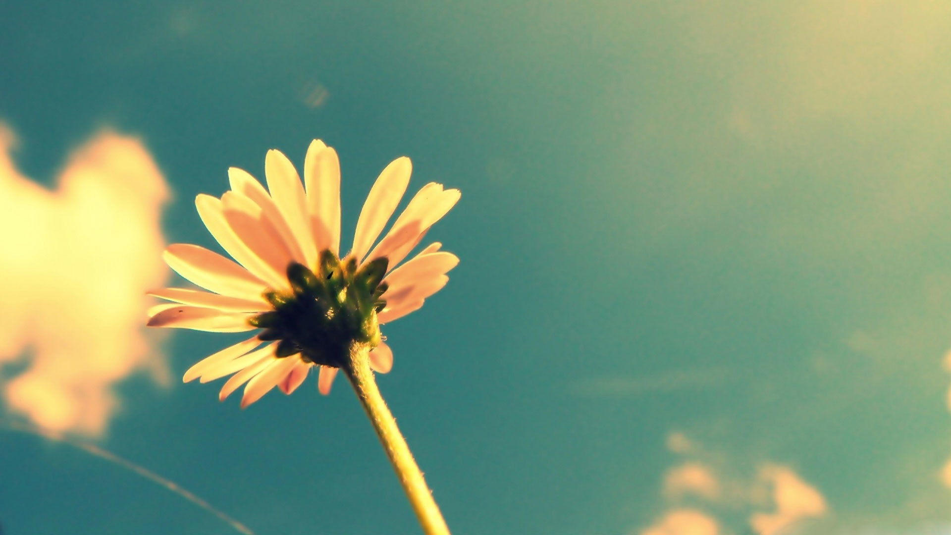 Margherita, Cielo, Dal basso, Effetto vintage, Full HD, sfondo per portatile