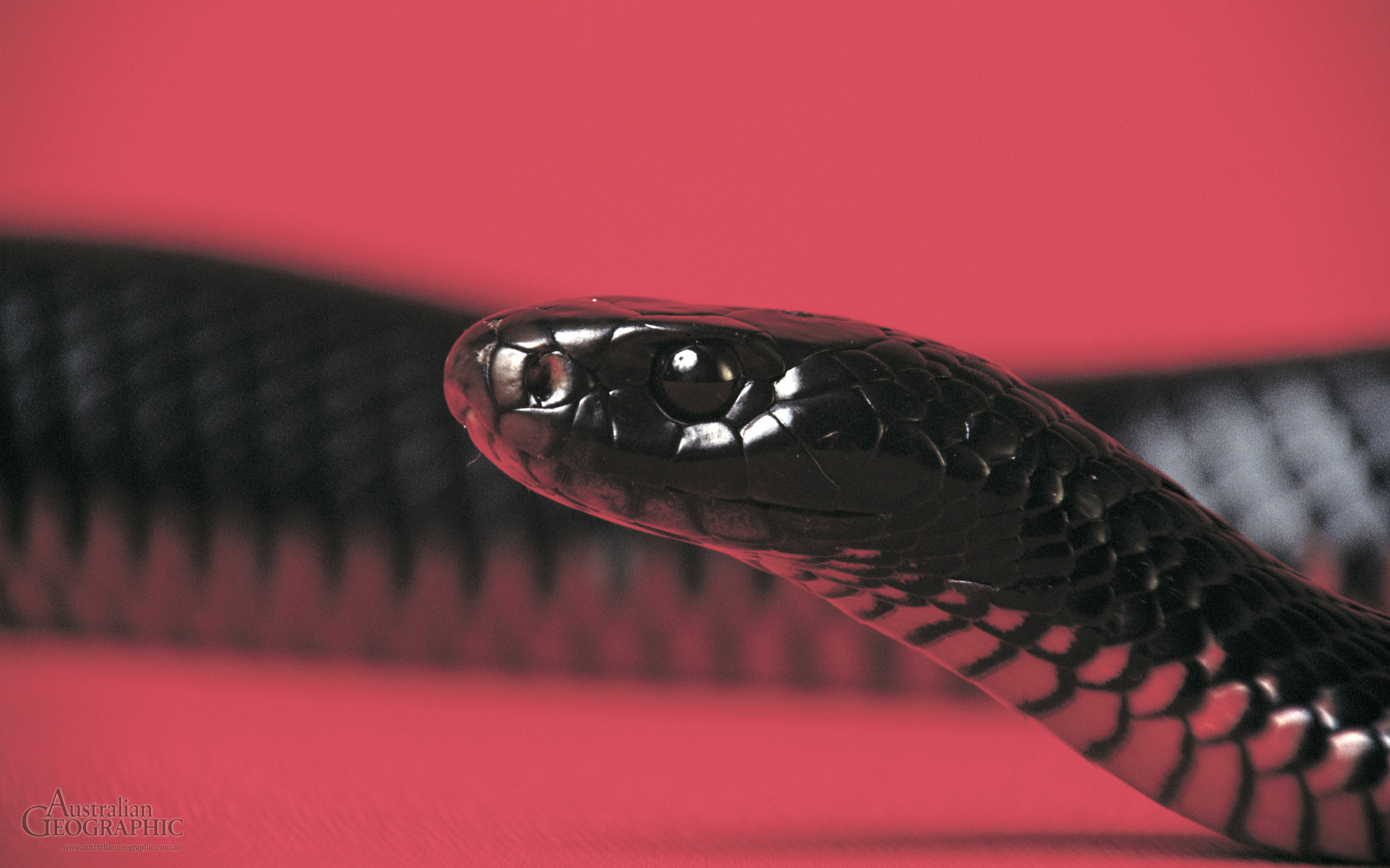 Serpente nero dal ventre rosso, Squame, Sfondo rosa, Macro, 2560x1600, wallpaper desktop