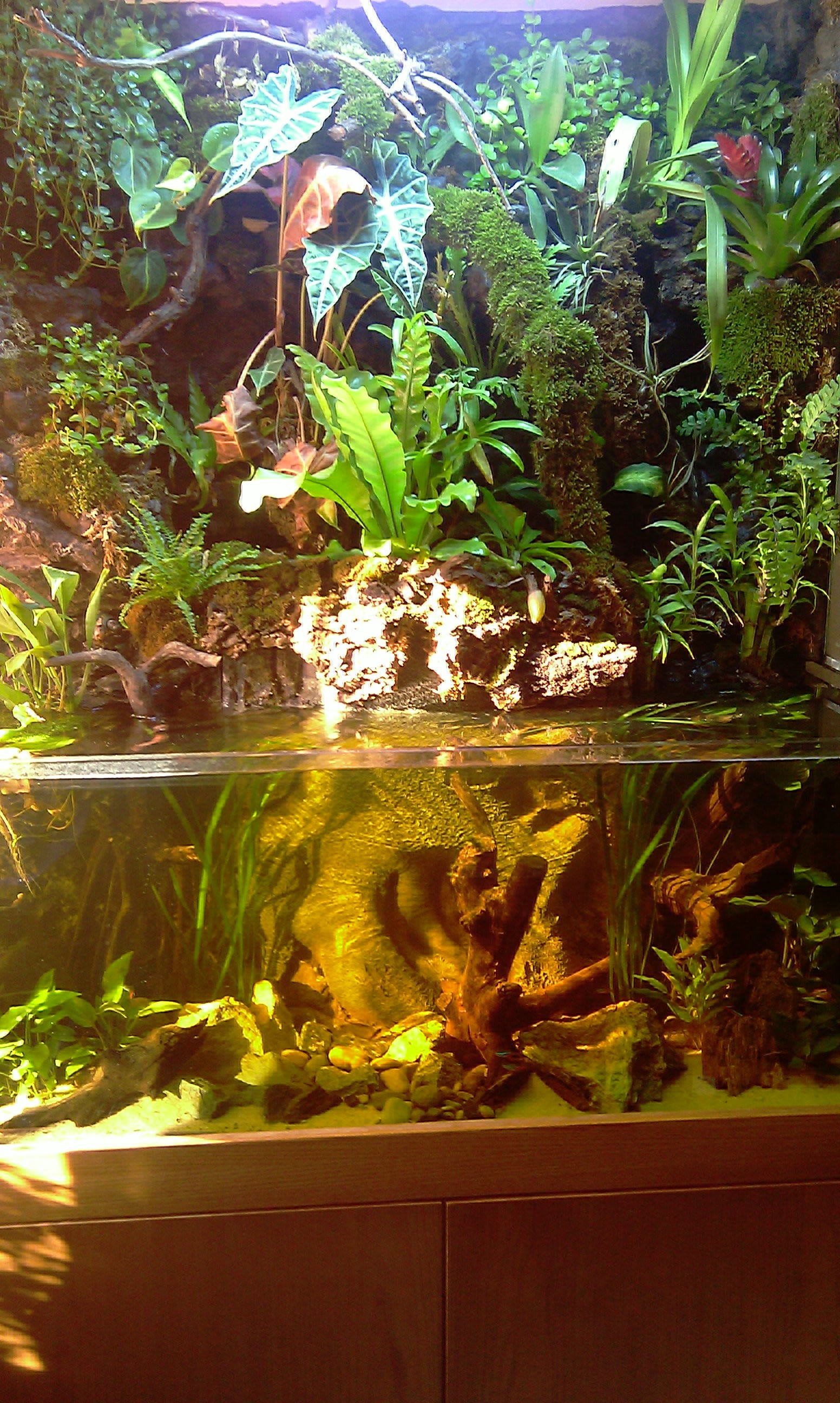 Paludario, Piante, Acquario, Vasca, QHD+, schermata di blocco del cellulare