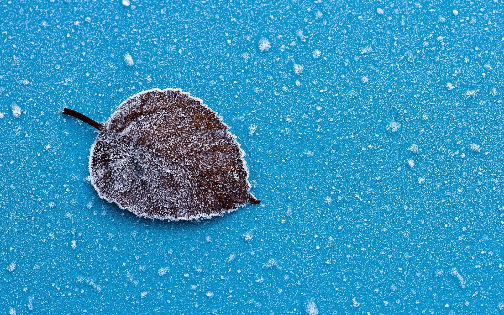 Foglia ghiacciata, Brina, Azzurro, Macro, 1920x1200, sfondo per PC
