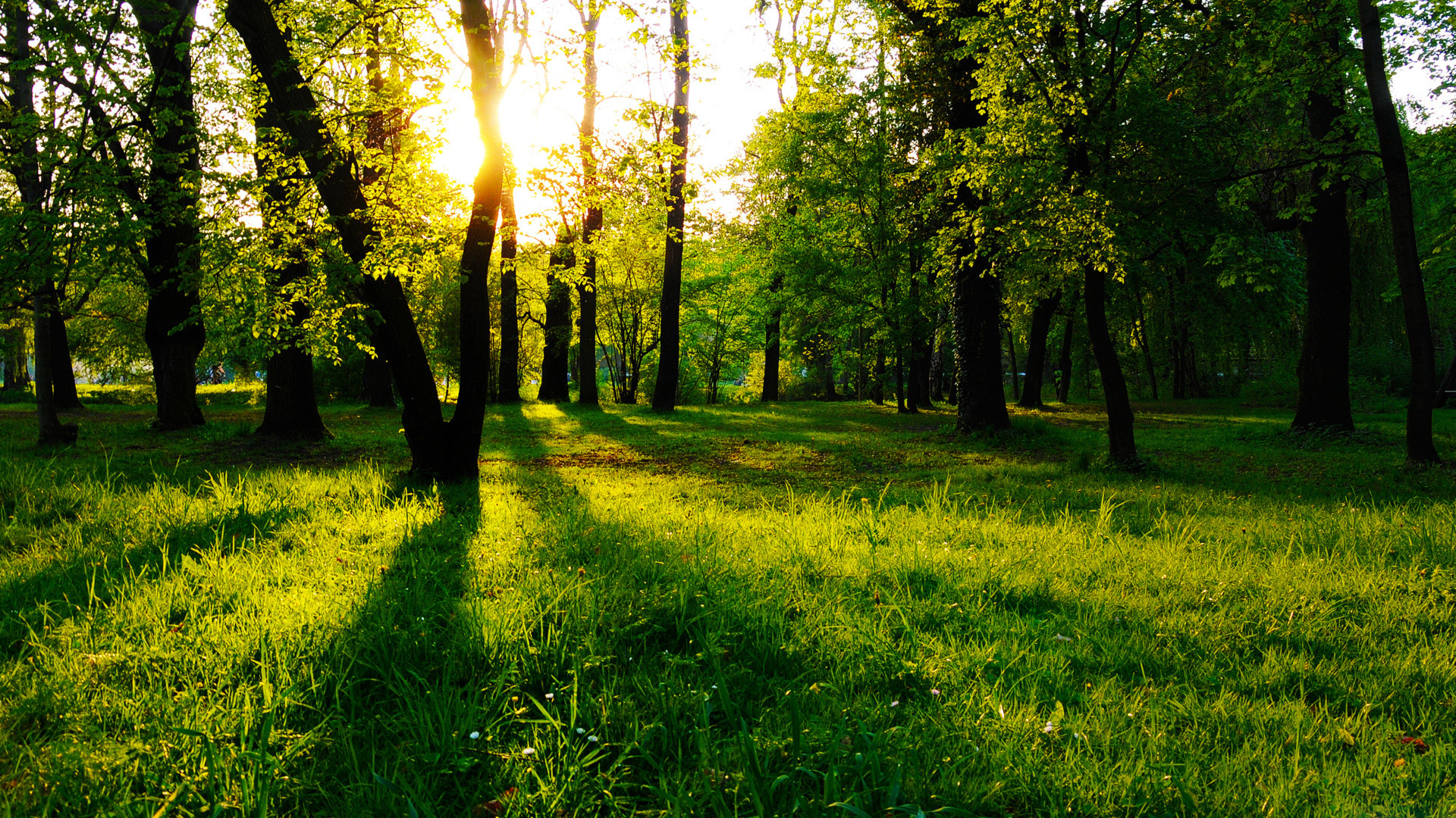 Foresta, Prato, Raggi di sole, Alberi, Full HD, sfondo desktop