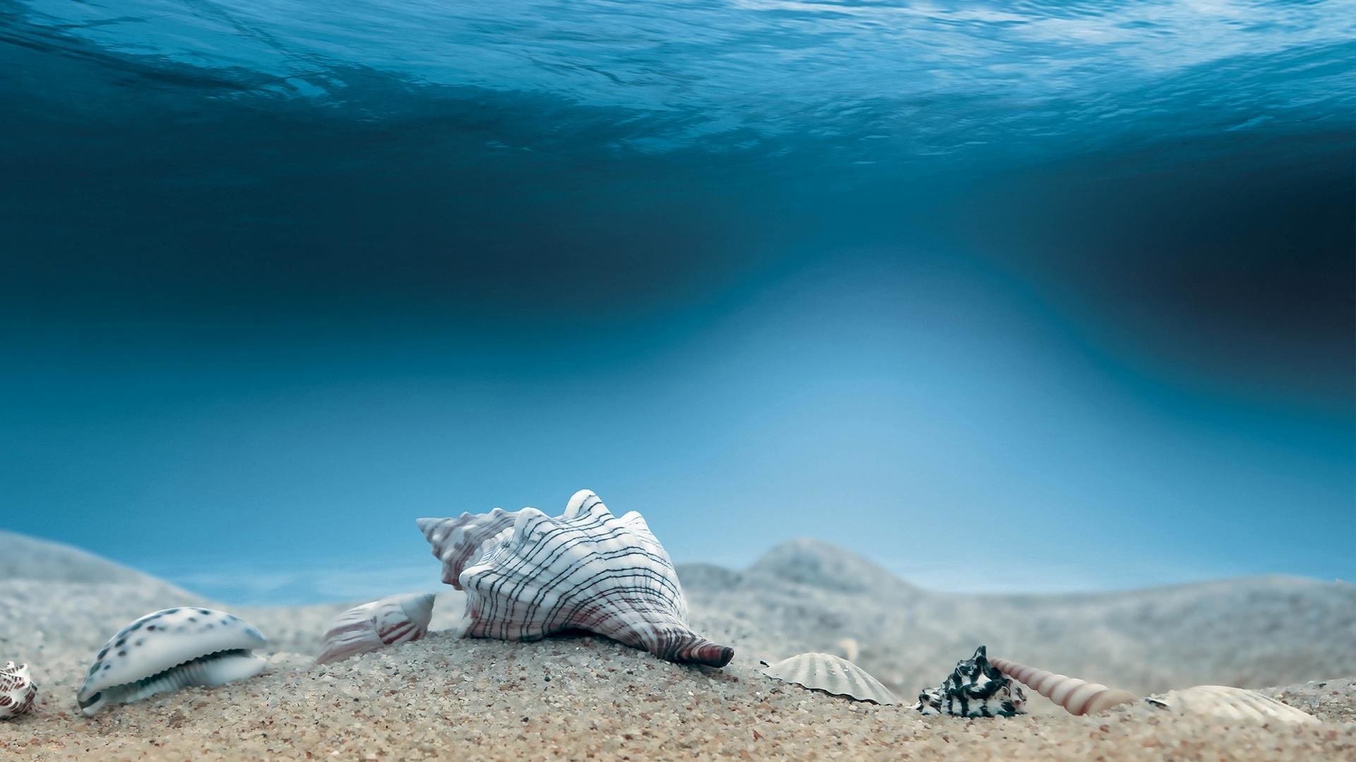 Conchiglie, Fondale sabbioso, Acqua blu, Full HD 1080p, sfondo desktop