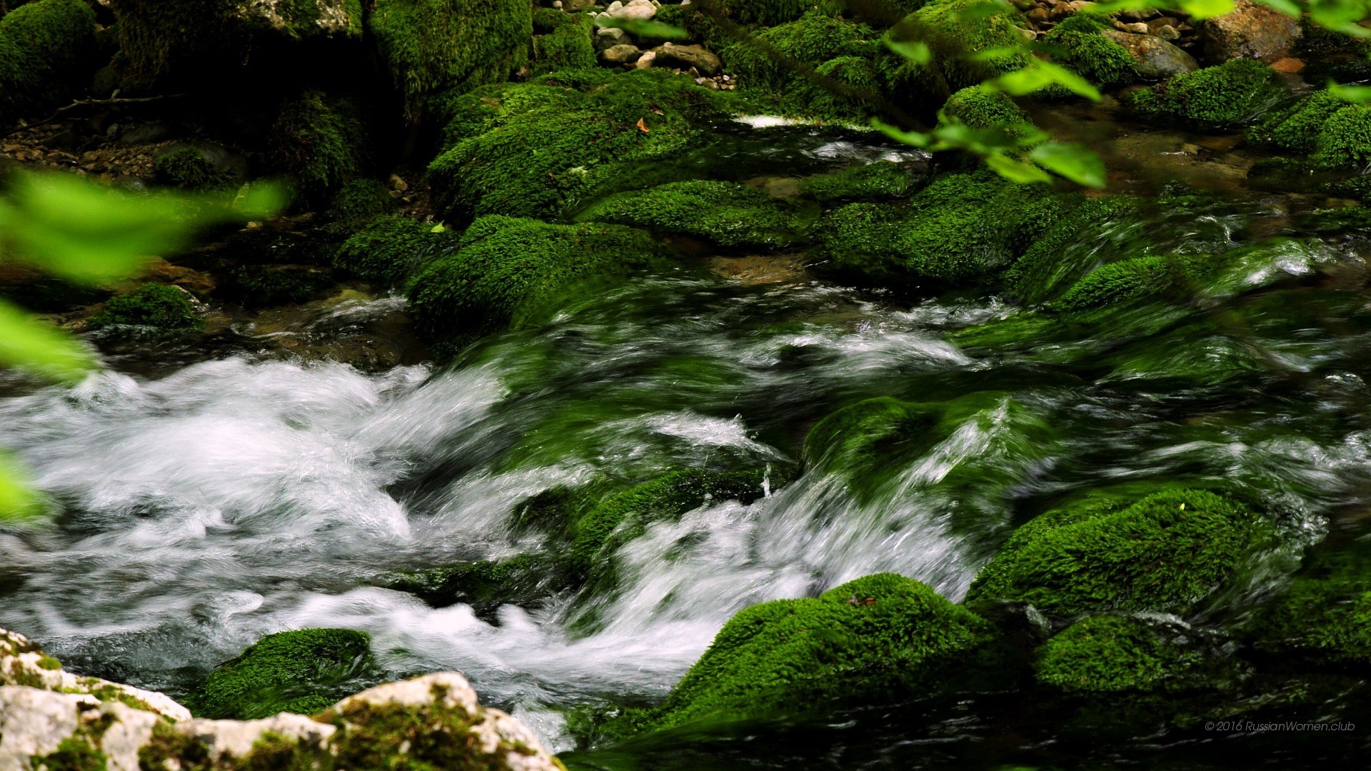 Torrente, Muschio, Rocce, Acqua corrente, Full HD, sfondo desktop