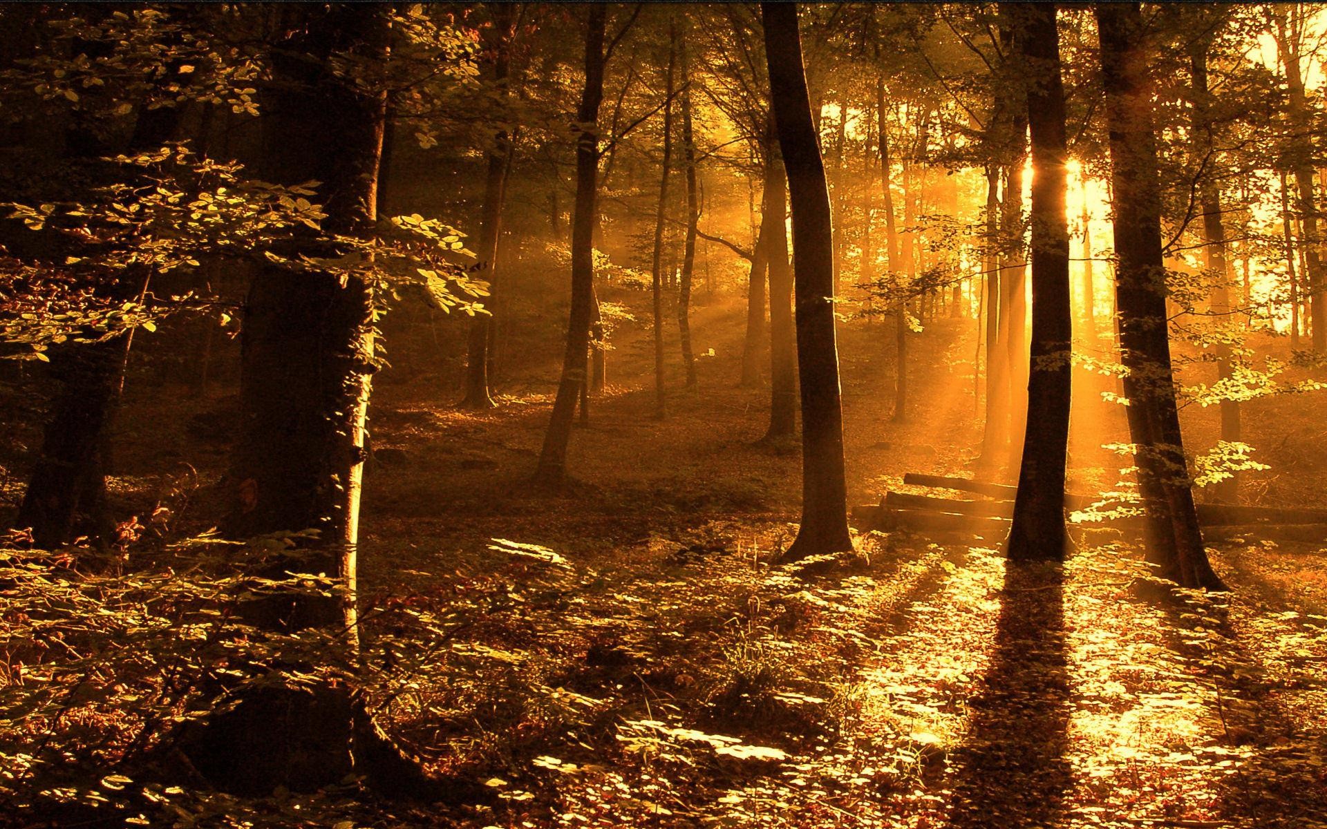 Bosco, Raggi di sole, Autunno, Controluce, 1920x1200, immagine di sfondo