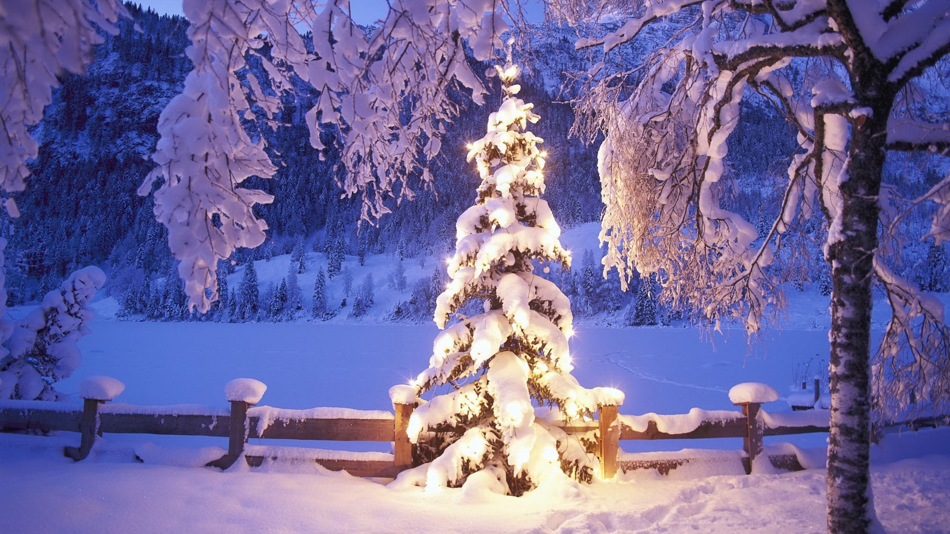 Albero di Natale, Luci, Abete innevato, Staccionata, Notte, wallpaper per desktop