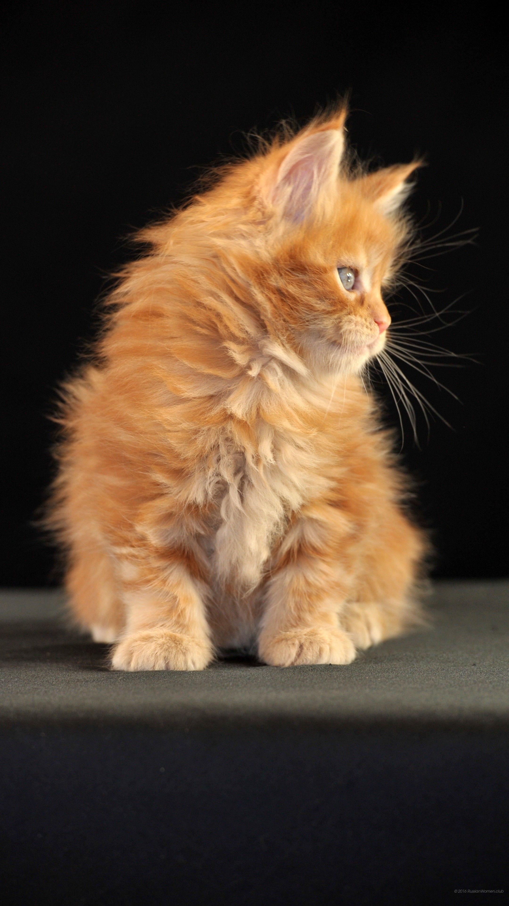 Gattino, Maine Coon, Gatto rosso, Sfondo nero, Ritratto, QHD+, wallpaper per cellulare