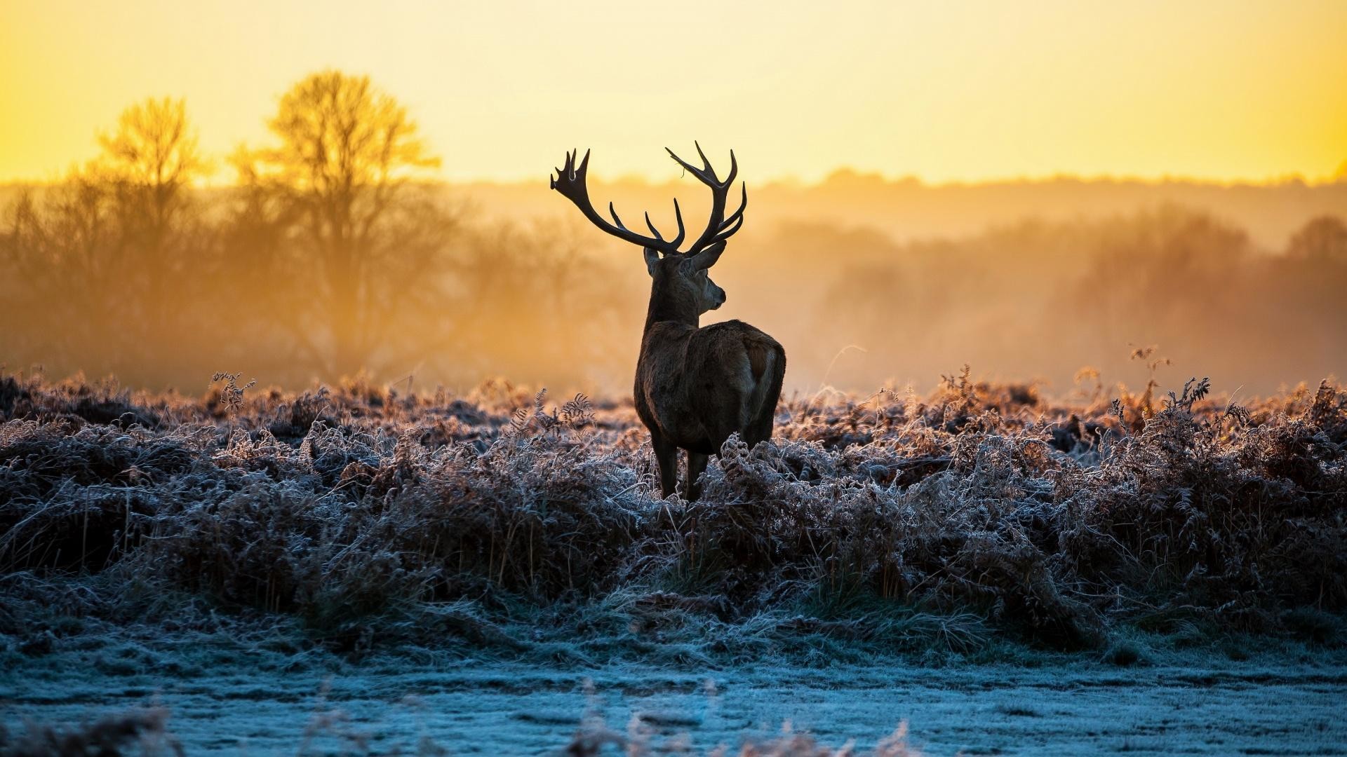 Cervo nobile, Brina, Alba, Luce dorata, 16:9 Full HD, wallpaper widescreen