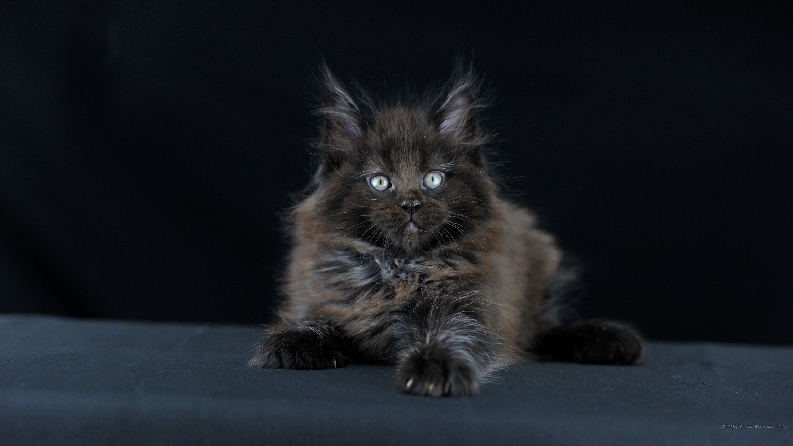 Gattino nero, Maine Coon, Occhi azzurri, Sfondo scuro, 2560x1440, wallpaper desktop