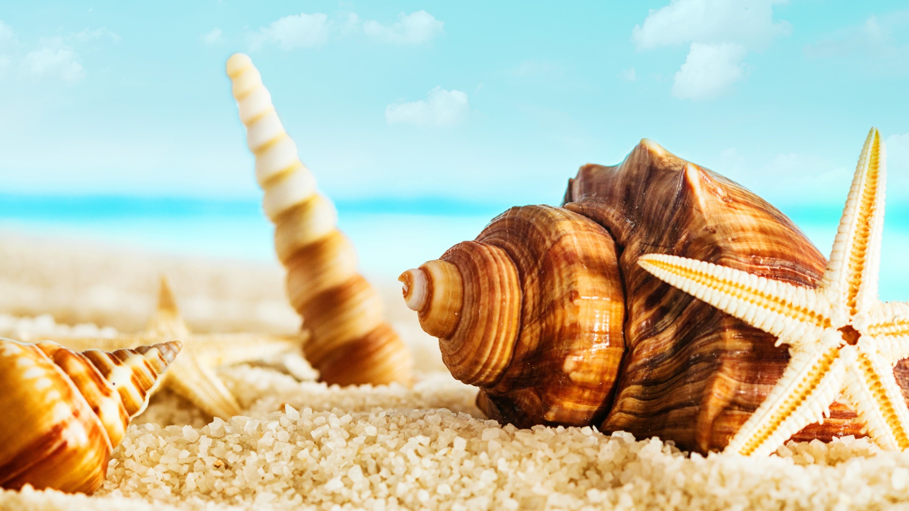 Conchiglie, Stella marina, Sabbia, Spiaggia, 4K, sfondo per PC e portatile