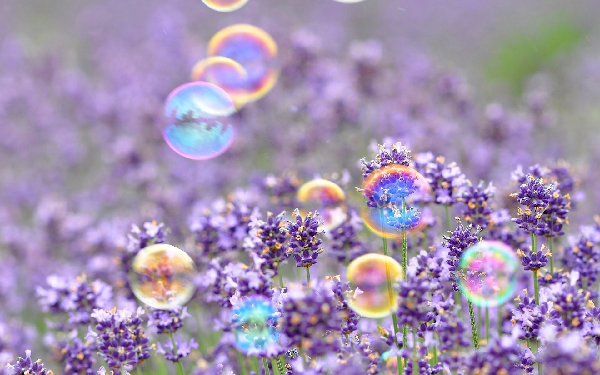 Lavanda, Bolle di sapone, Campo di fiori, Viola, Primo piano, 1920x1200, sfondo MacBook Pro