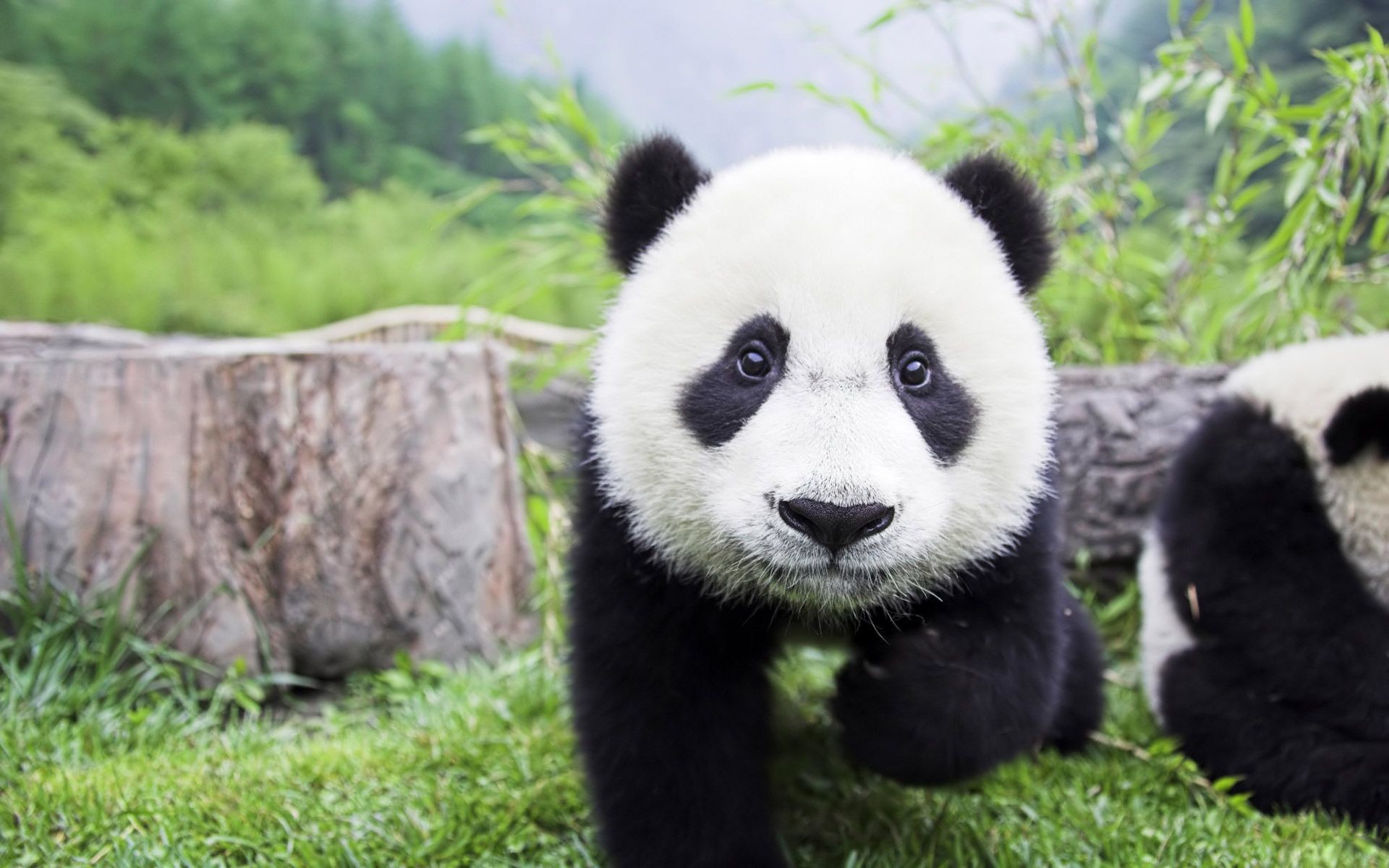 Cucciolo di panda, Prato, Ceppo, Full HD, wallpaper per PC