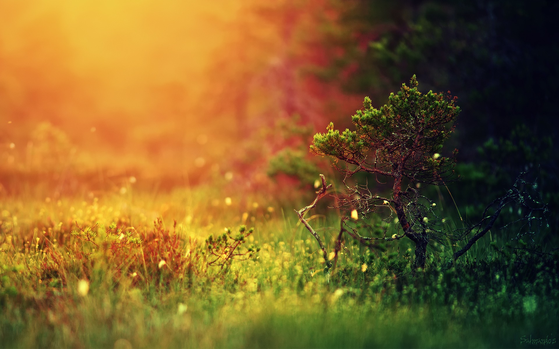 Arbusto, Prato, Bokeh, Arancione, Profondità di campo, 1920x1200, sfondo MacBook Pro