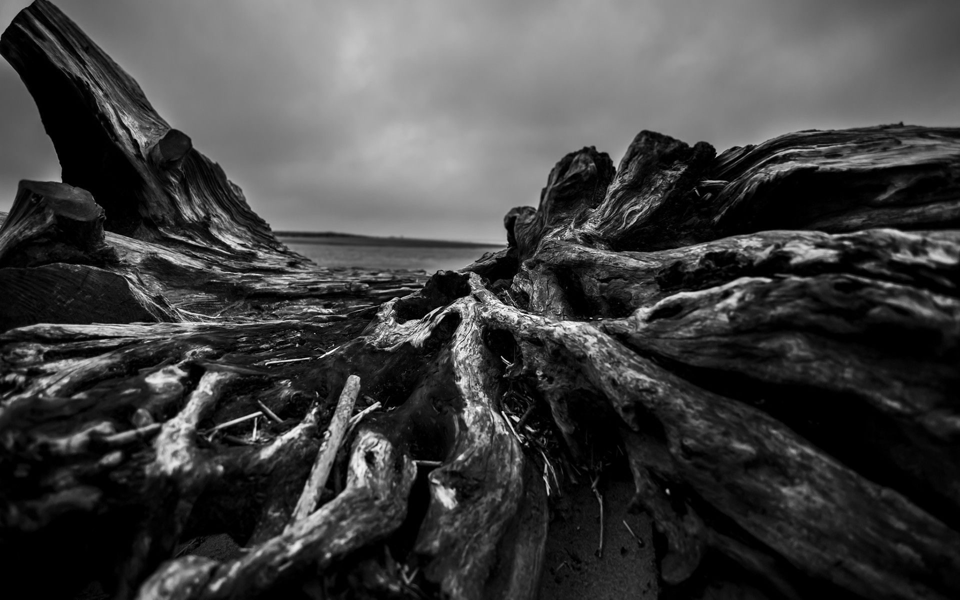 Legno trasportato, Tronco, Spiaggia, Bianco e nero, 1920x1200, wallpaper desktop