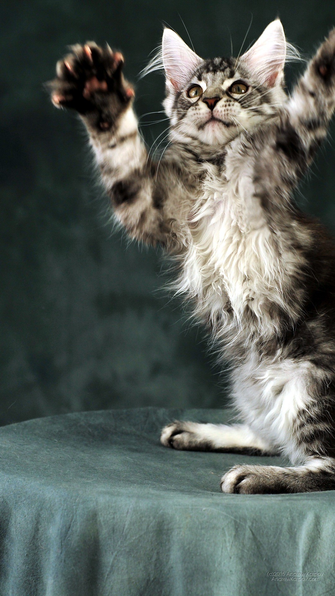 Gattino, Maine Coon, Zampe alzate, sfondo Huawei P9 Full HD