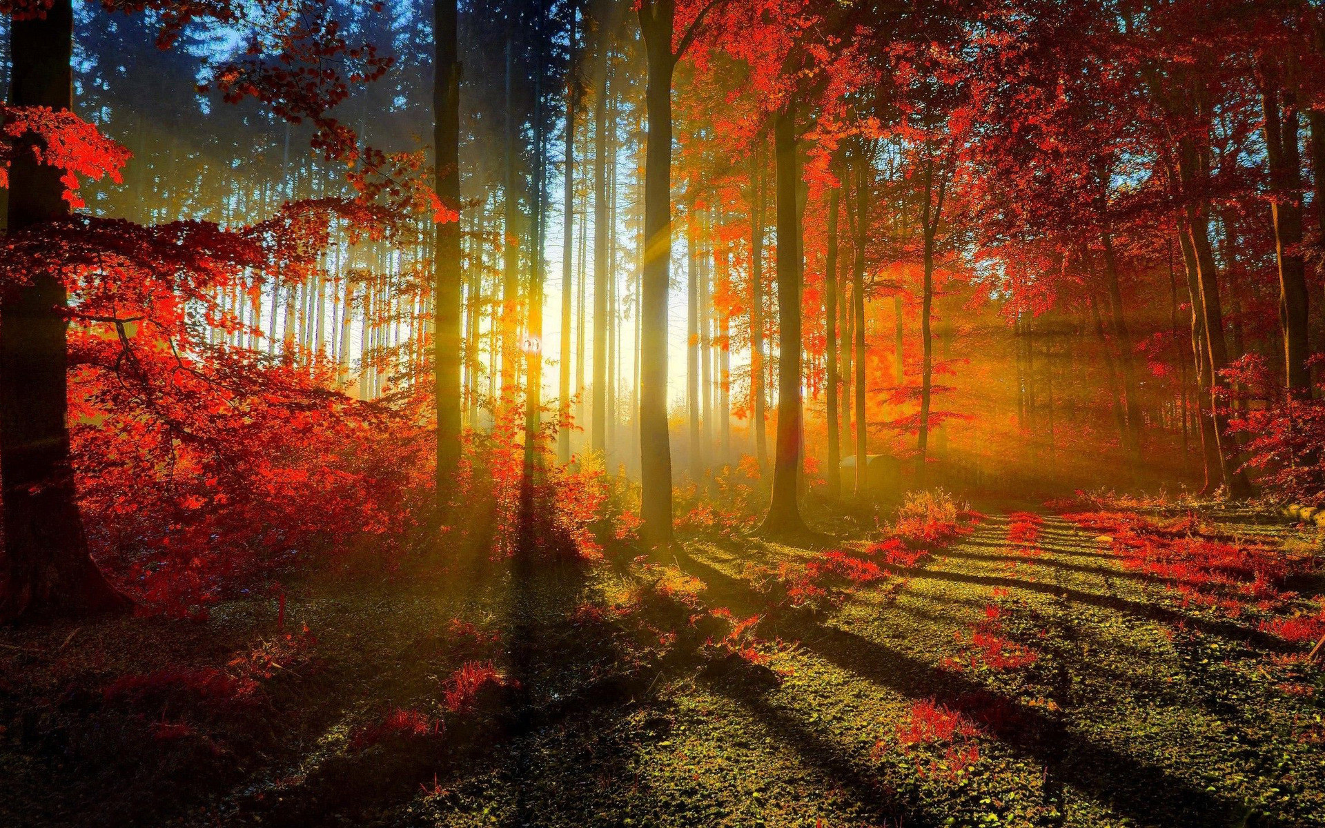 Foresta autunnale, Raggi di sole, Foglie rosse, 16:10 Full HD, wallpaper widescreen