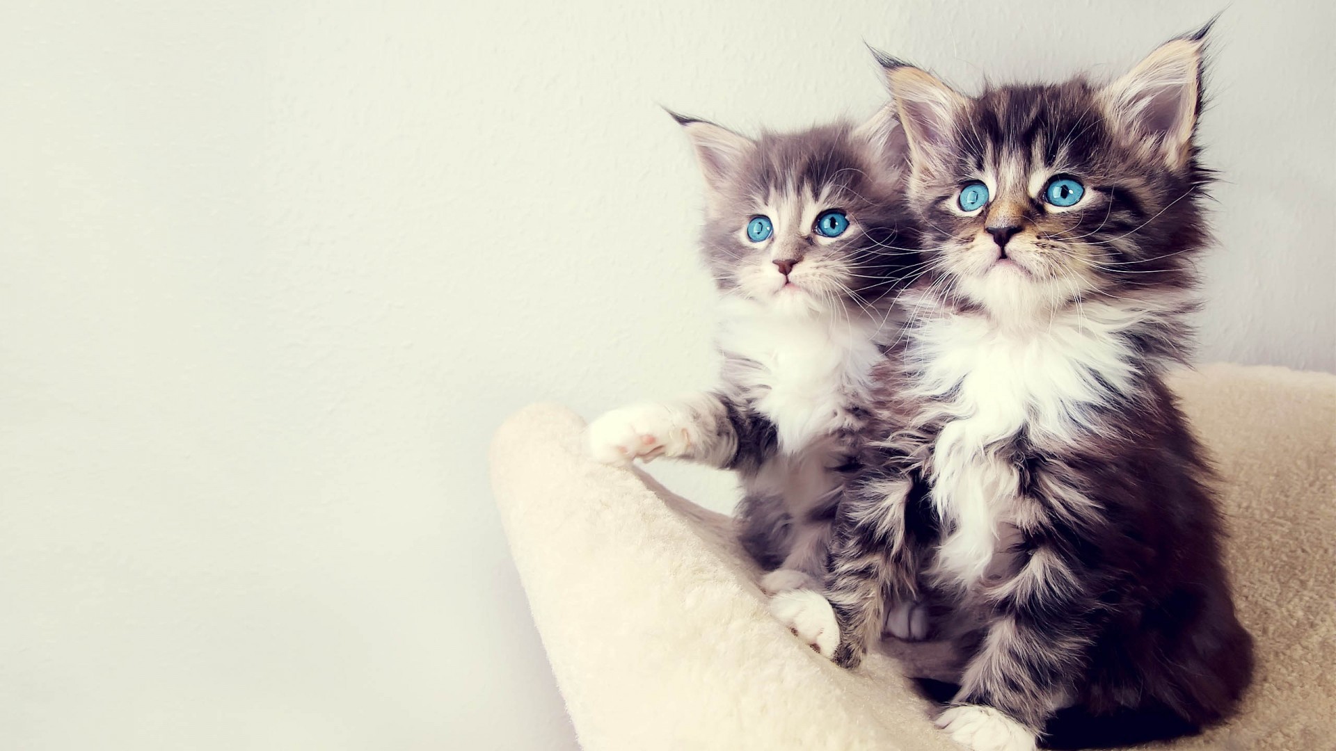 Gattini, Maine Coon, Occhi azzurri, Tenerezza, Full HD, sfondo desktop