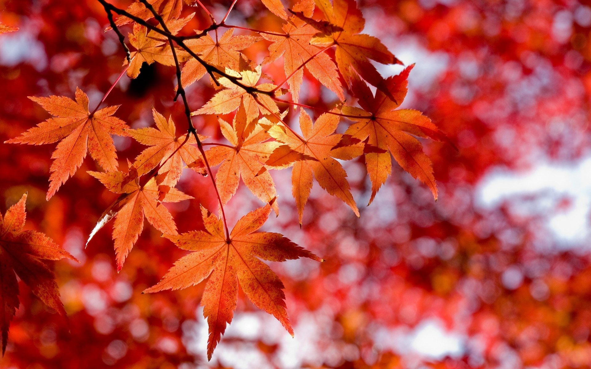Foglie d'acero, Rosso, Bokeh, 1920x1200, sfondo per PC