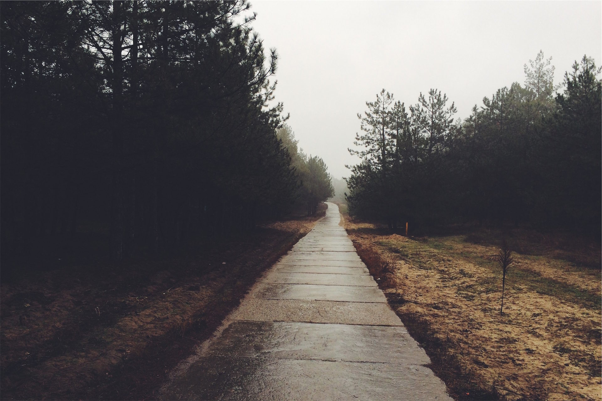 Sentiero, Pini, Nebbia, Full HD, wallpaper per portatile