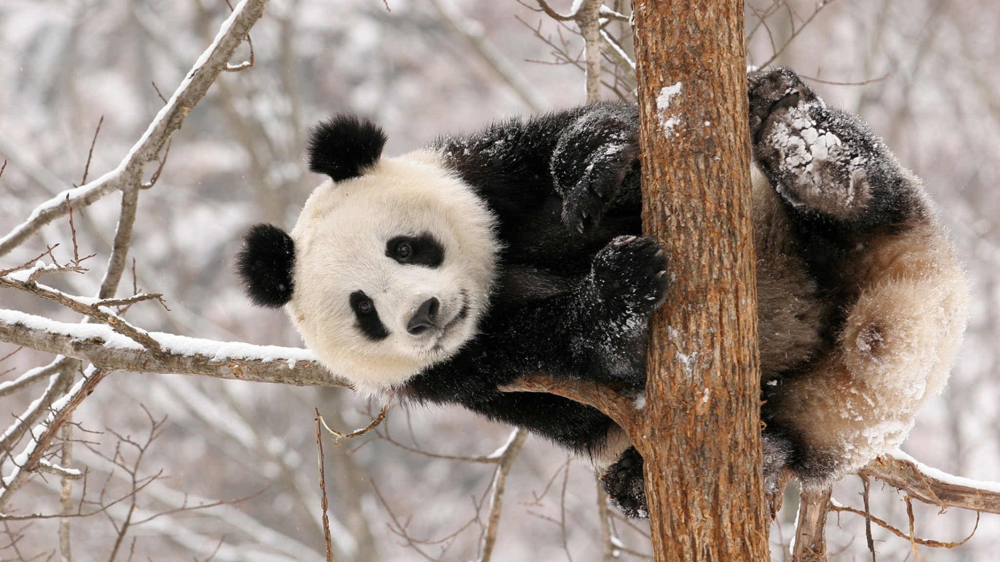 Cucciolo di panda, Albero, Neve, 16:9 Full HD, sfondo widescreen