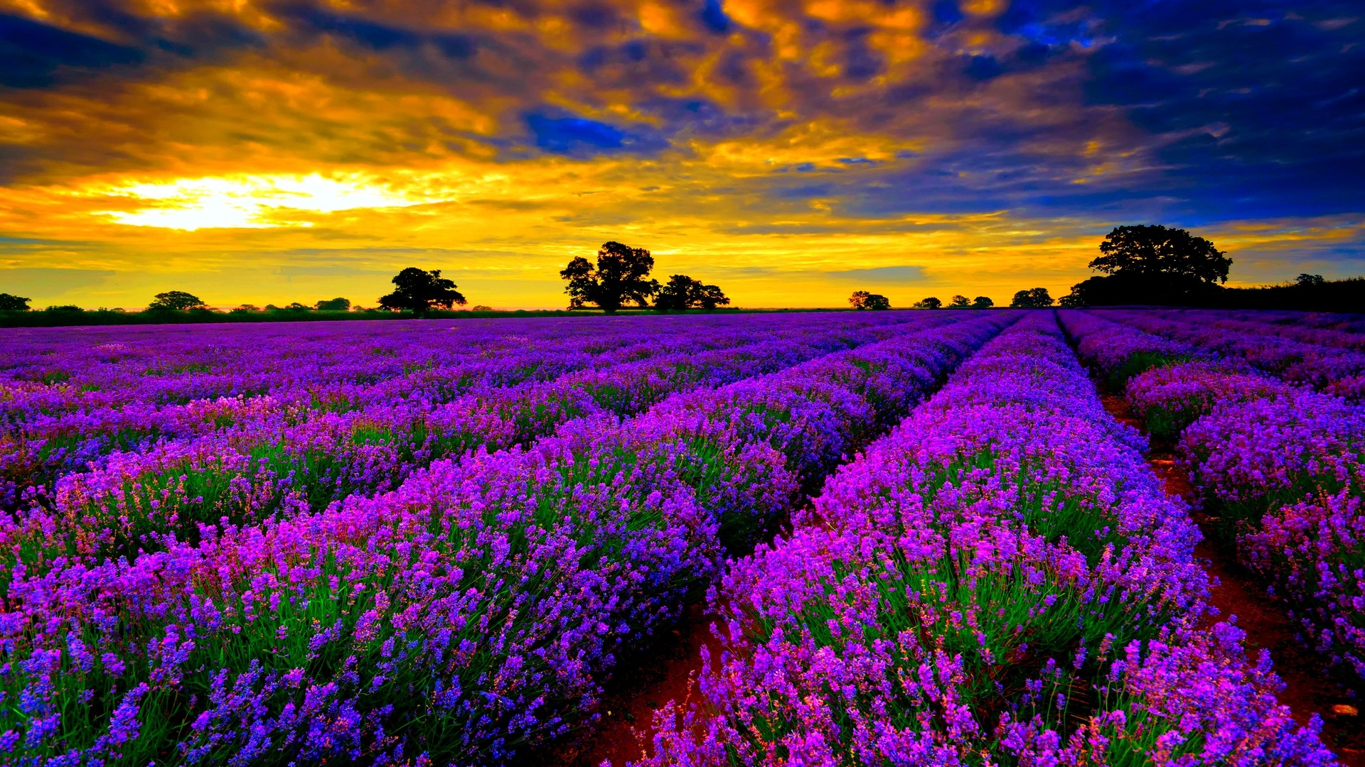 Campo di lavanda, Tramonto, Alberi, Viola, Paesaggio, 16:9 Full HD, sfondo widescreen