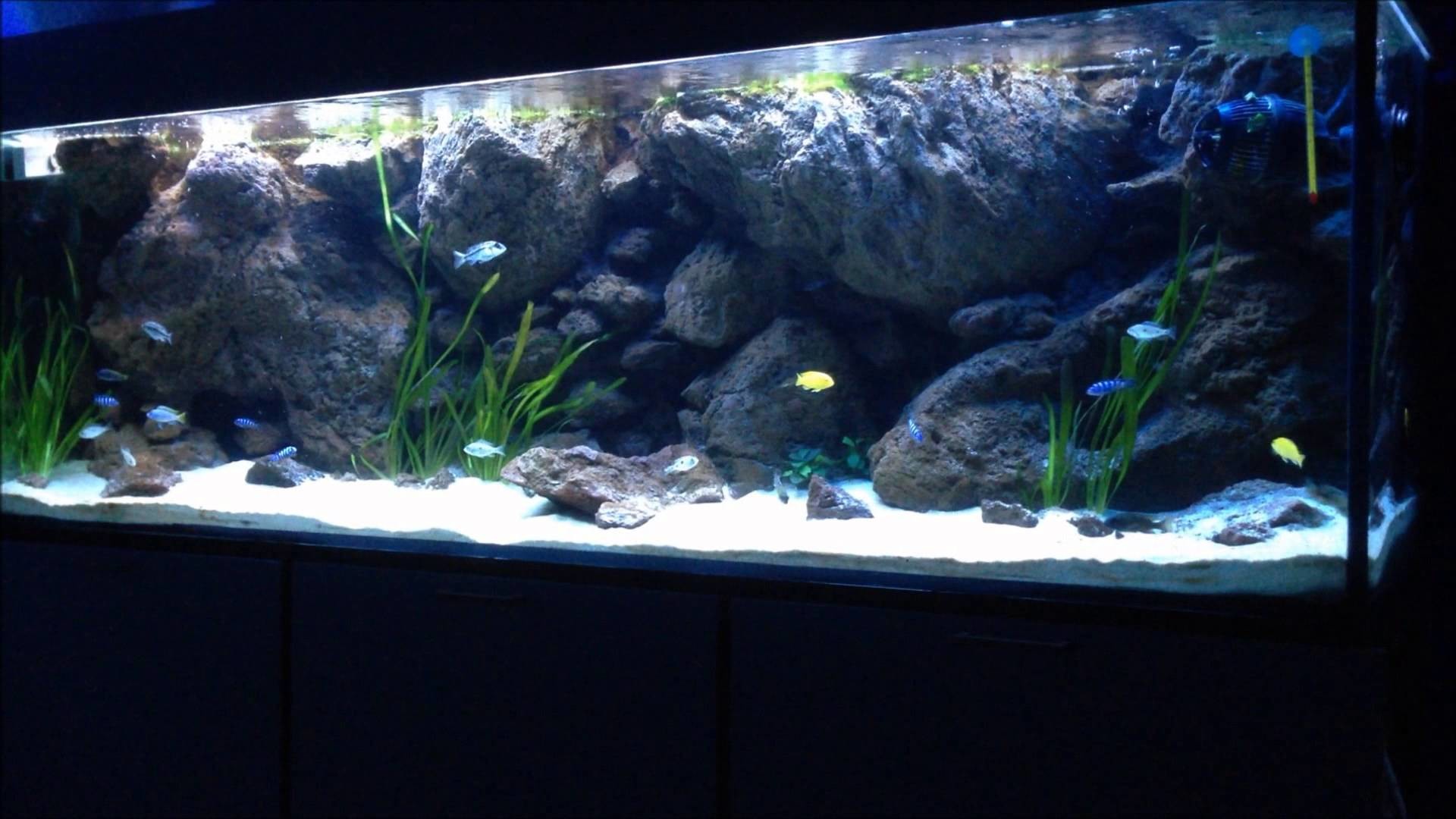Acquario, Rocce, Ciclidi, Piante acquatiche, 16:9 Full HD, wallpaper widescreen
