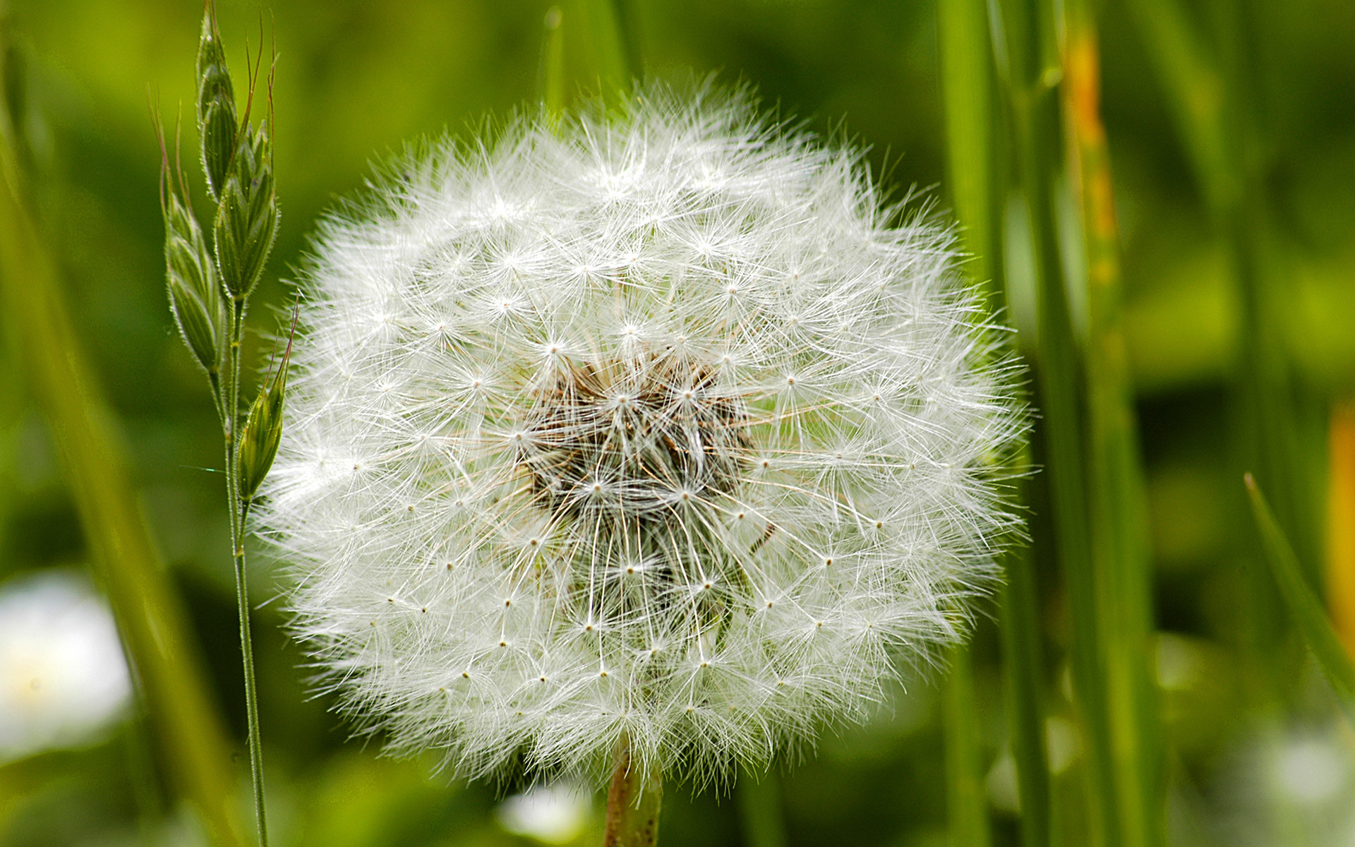 Soffione, Tarassaco, Erba, Macro, Full HD, sfondo desktop
