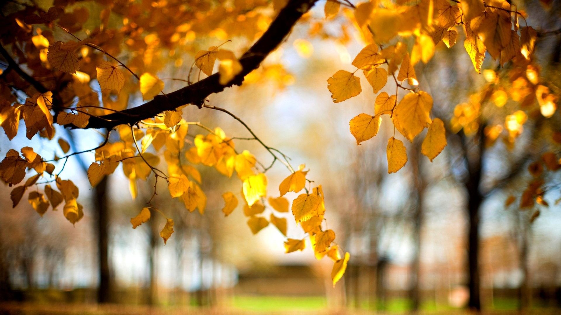 Foglie gialle, Ramo, Parco, Bokeh, 1920x1080, immagine di sfondo