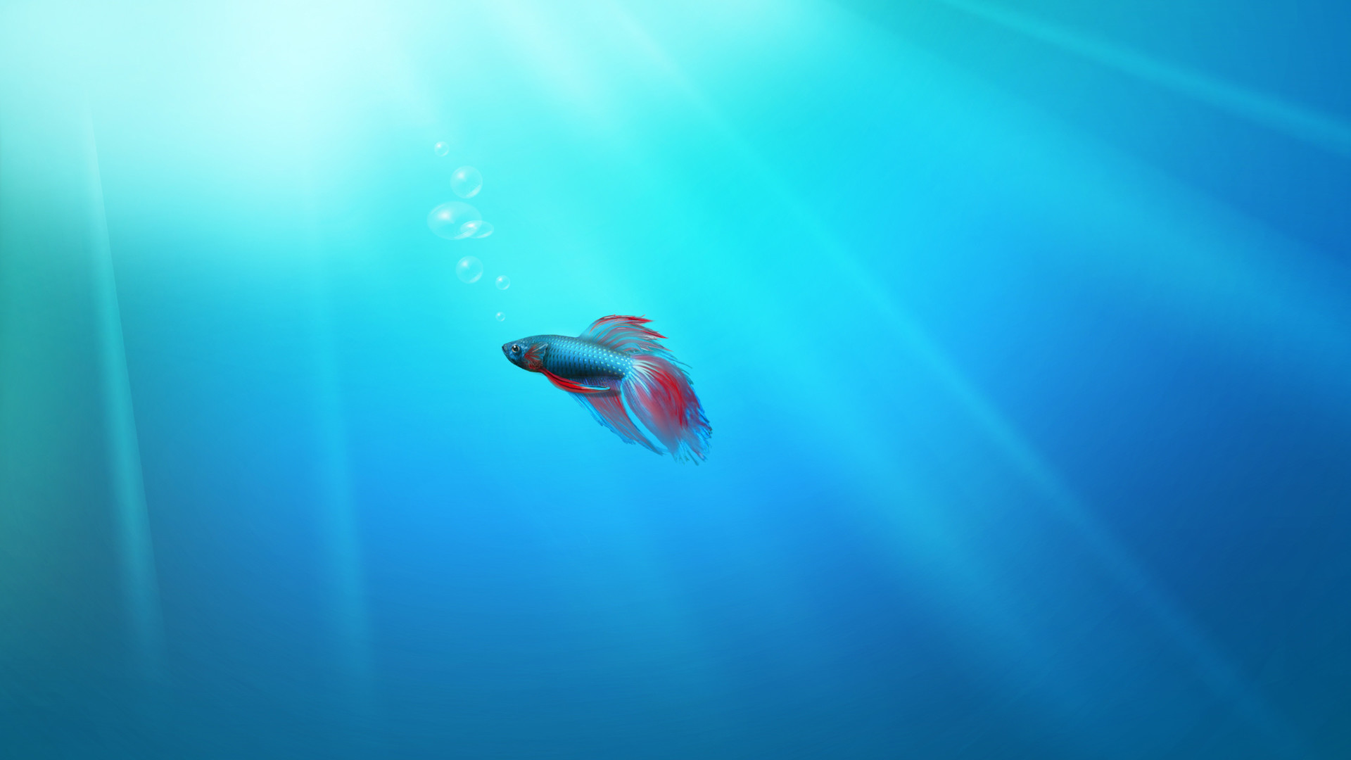 Windows 7, Pesce combattente, Sott'acqua, Azzurro, Full HD, sfondo desktop