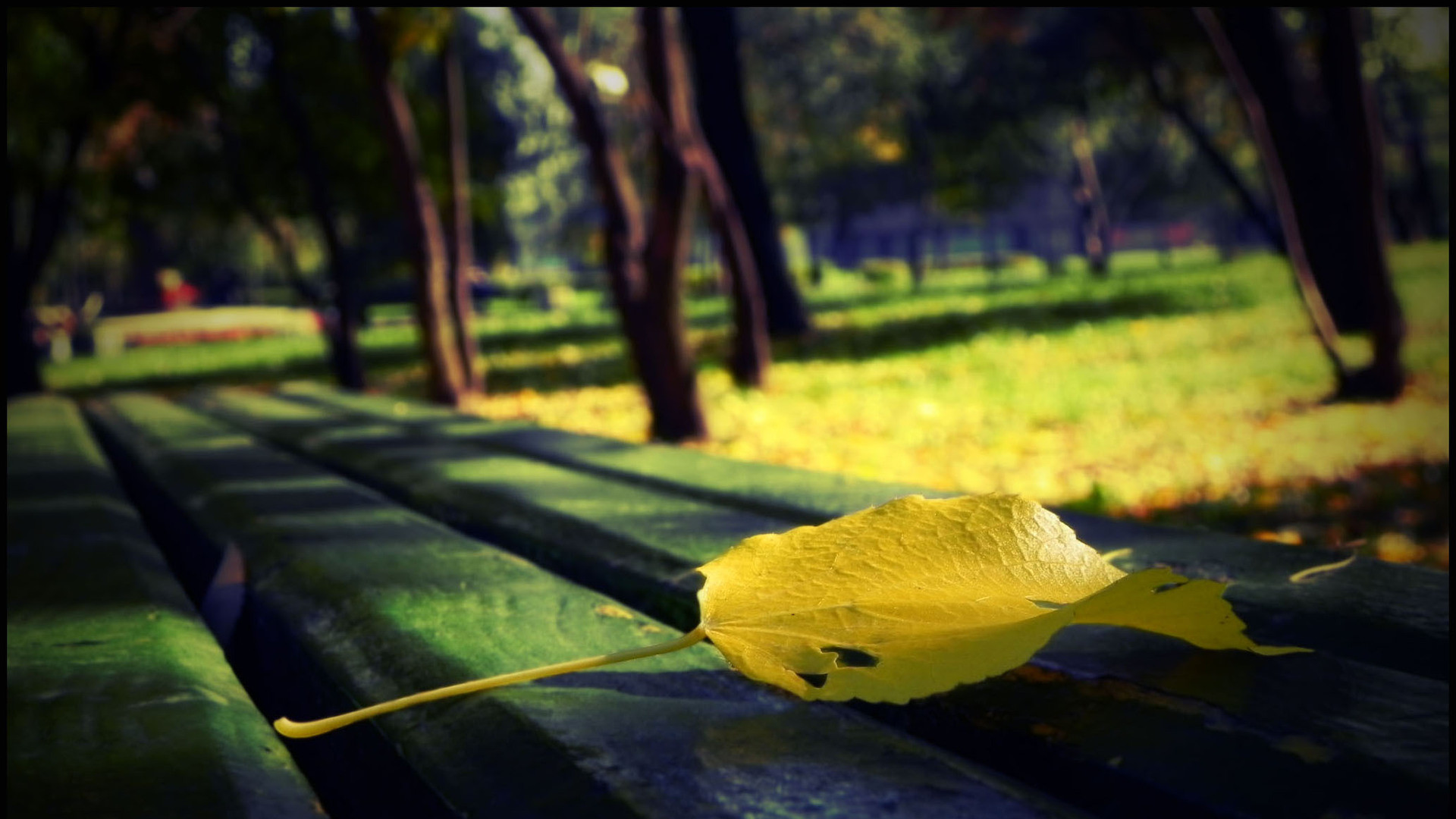 Foglia gialla, Panchina, Parco, Autunno, Alberi, sfondo desktop Mac
