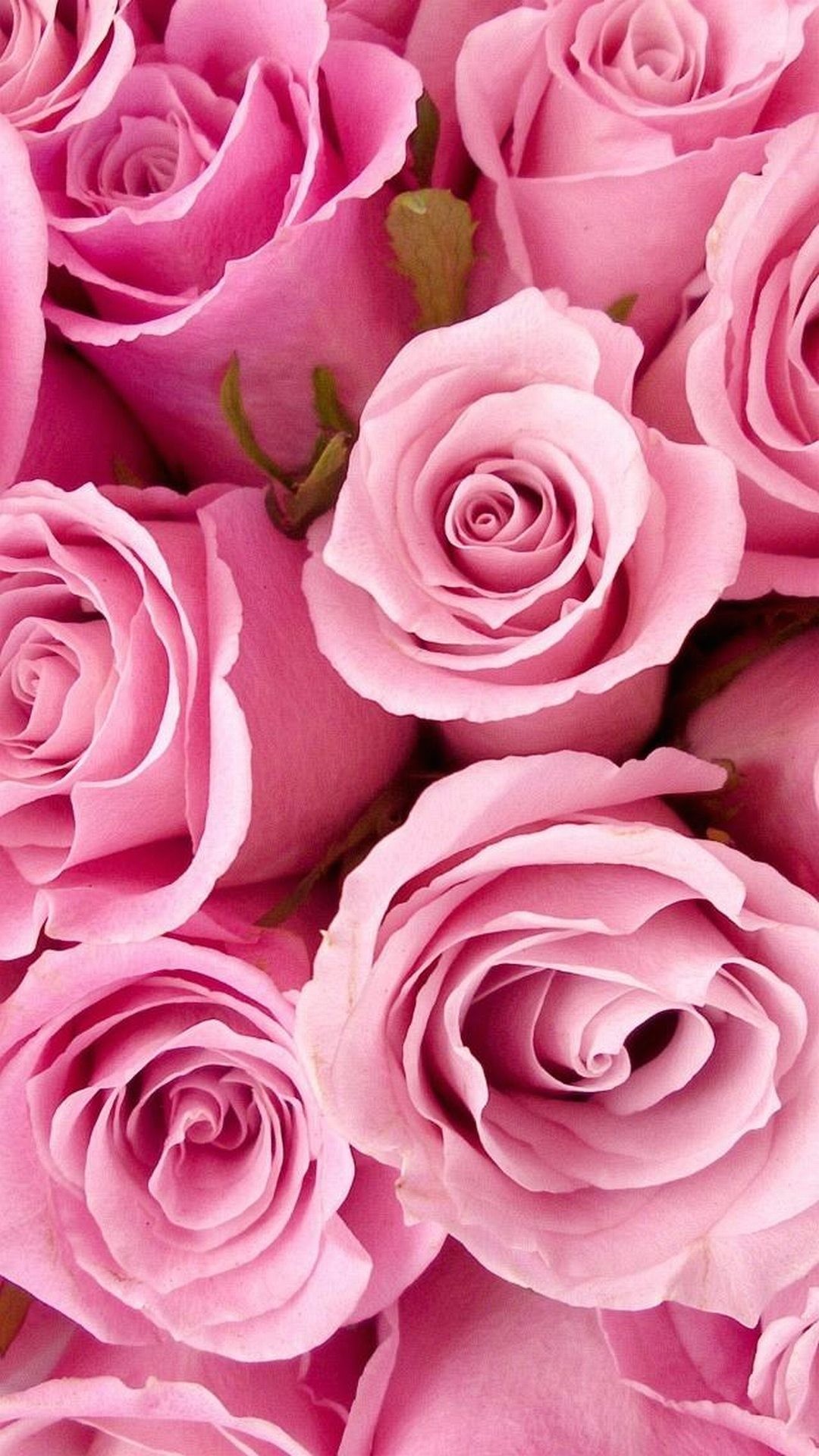 Rose rosa, Mazzo di rose, Rosa, Fiori, Full HD, sfondo per iPhone e Android