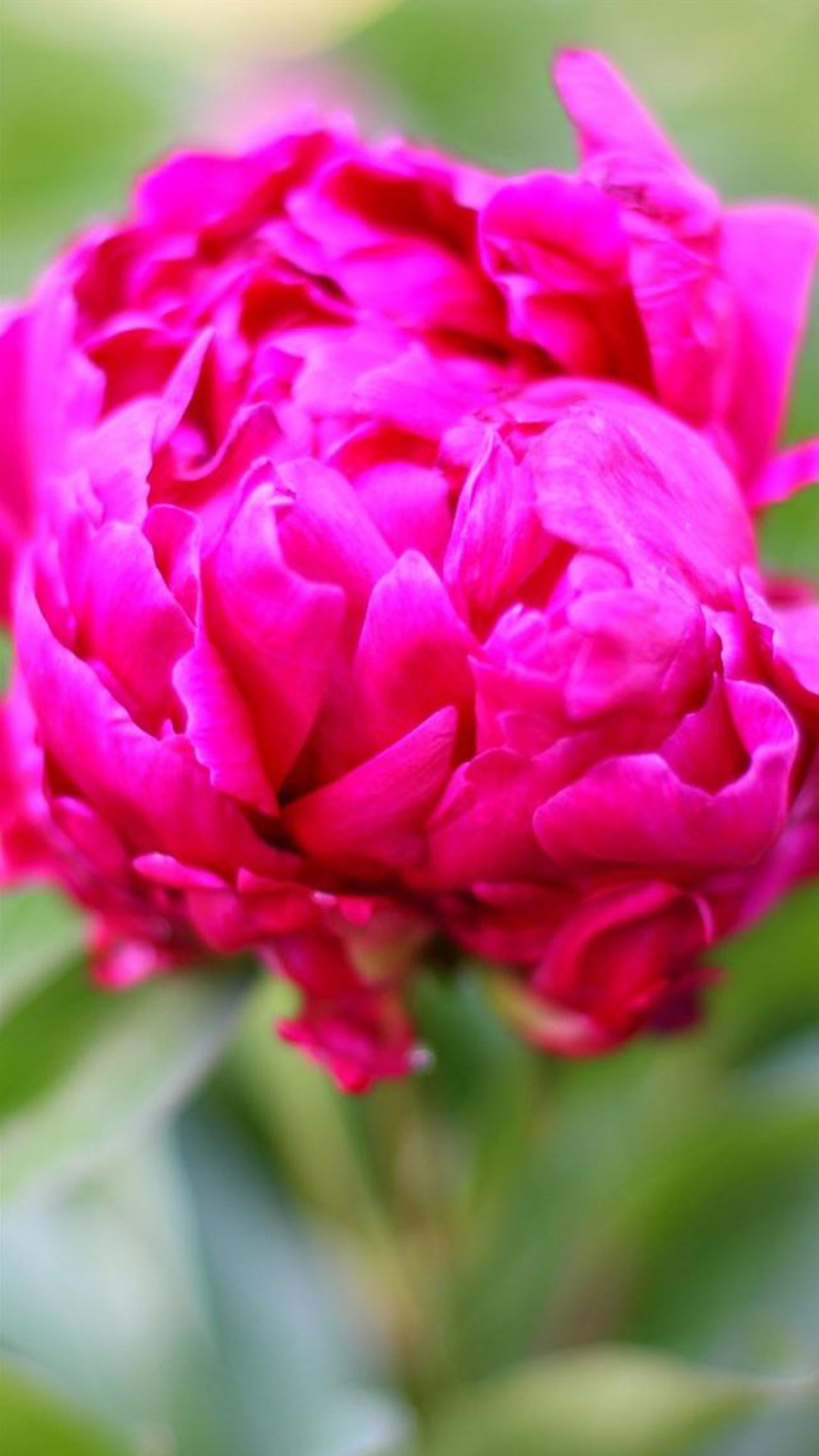 Peonia, Fiore fucsia, Macro, sfondo schermata di blocco iPhone