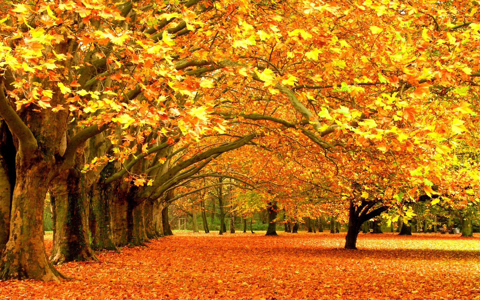 Viale alberato, Foglie gialle, Parco, 1920x1200, sfondo MacBook Pro