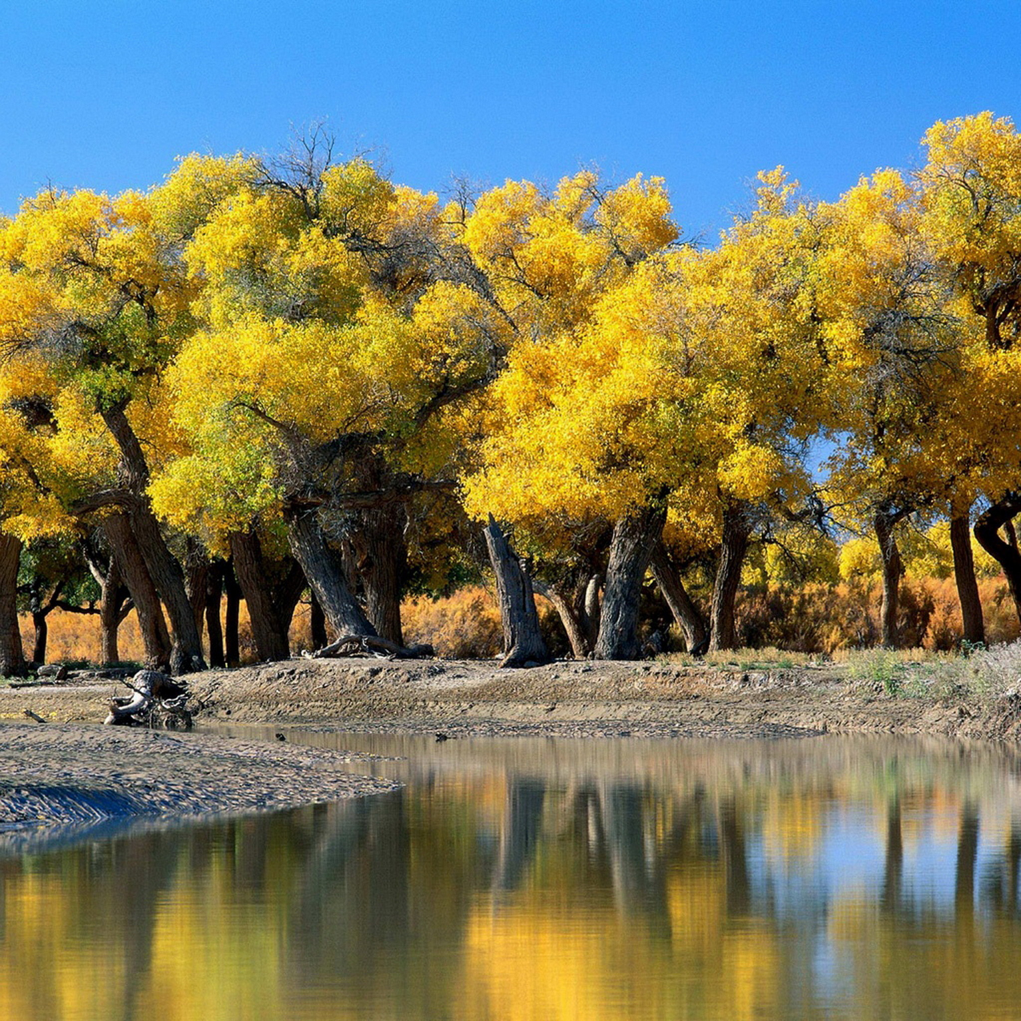 Pioppi dorati, Autunno, Fiume, Riflesso, sfondo schermata di blocco iPad