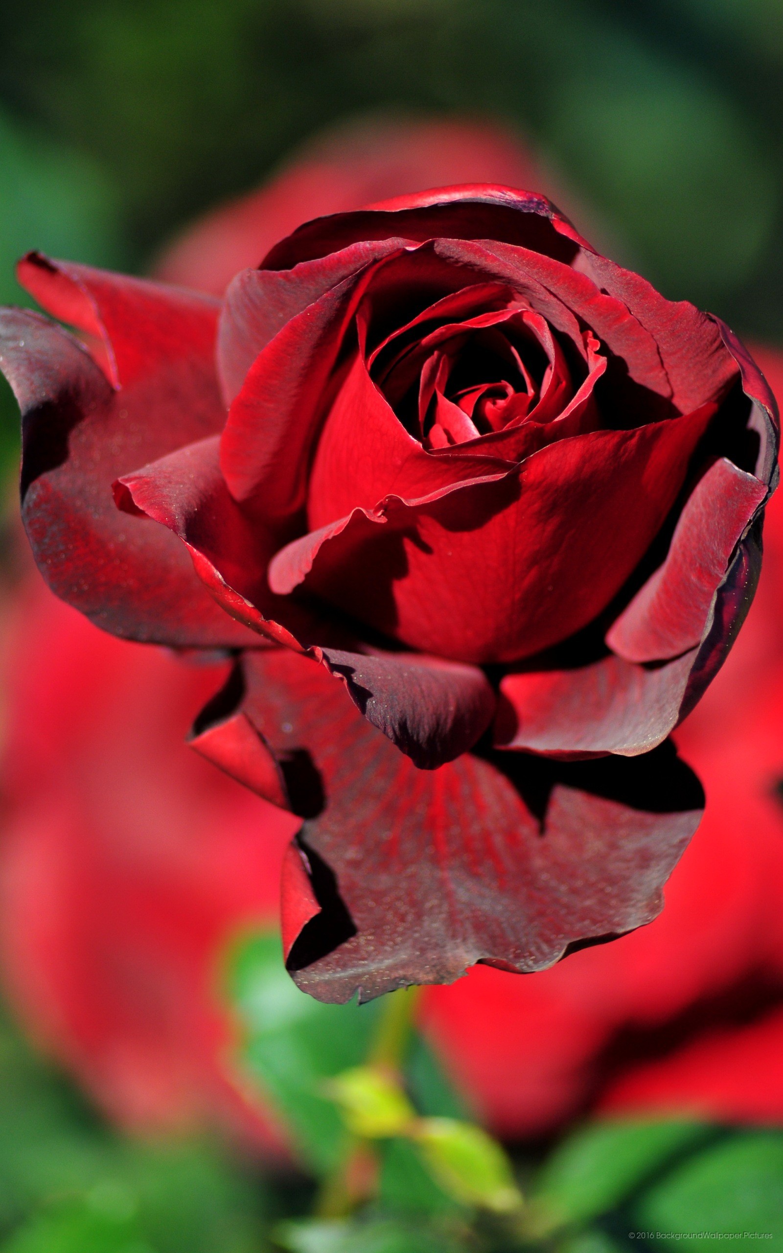 Rosa rossa, Fiore, Macro, QHD+, sfondo per smartphone