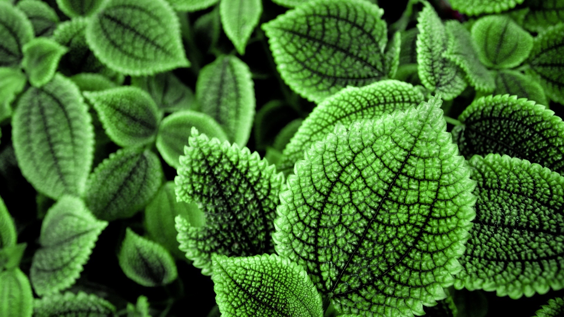 Foglie, Pilea, Texture naturale, Full HD 1080p, sfondo desktop