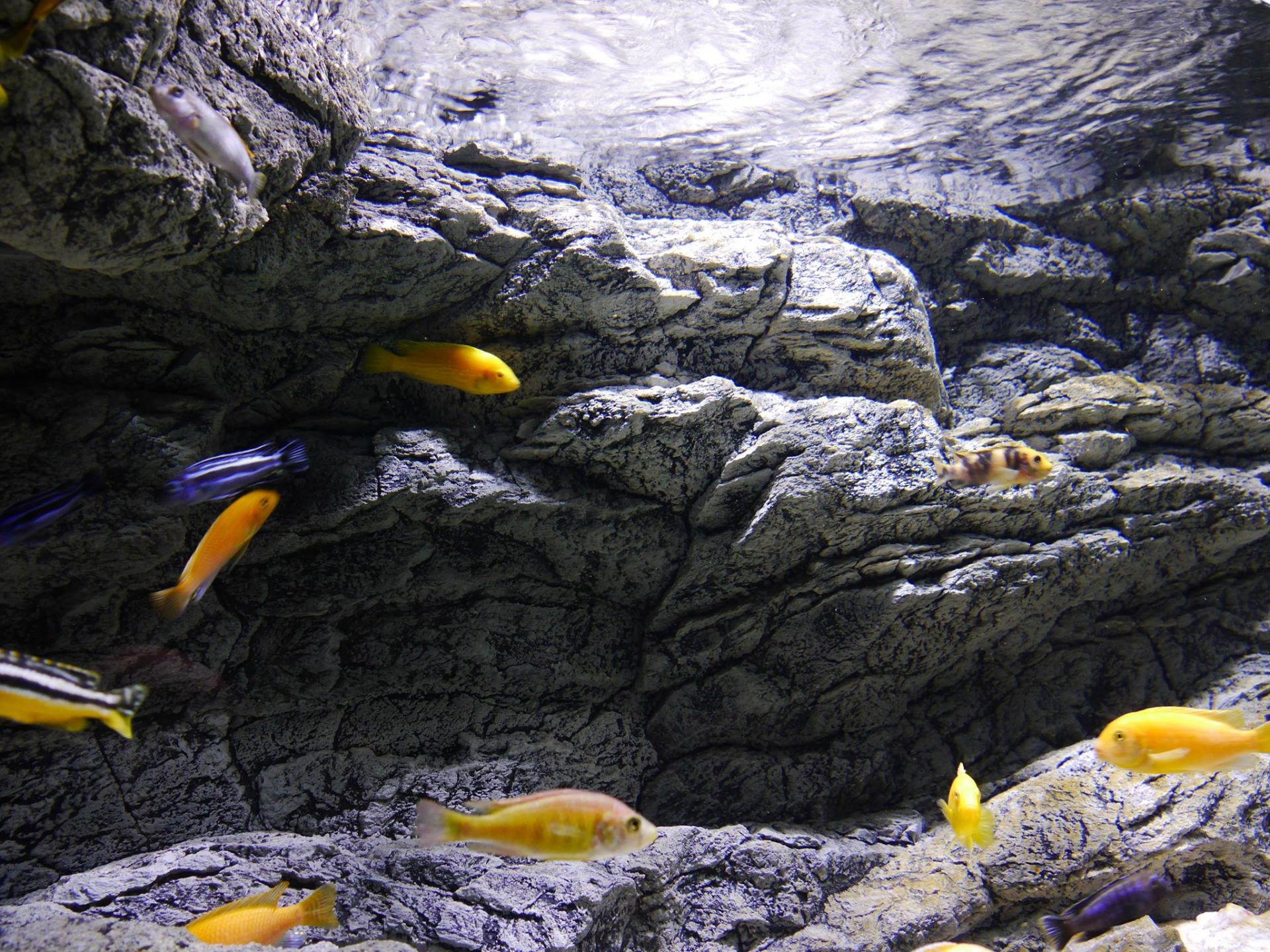 Ciclidi del Malawi, Acquario, Sfondo roccioso, Full HD, schermata di blocco iPad