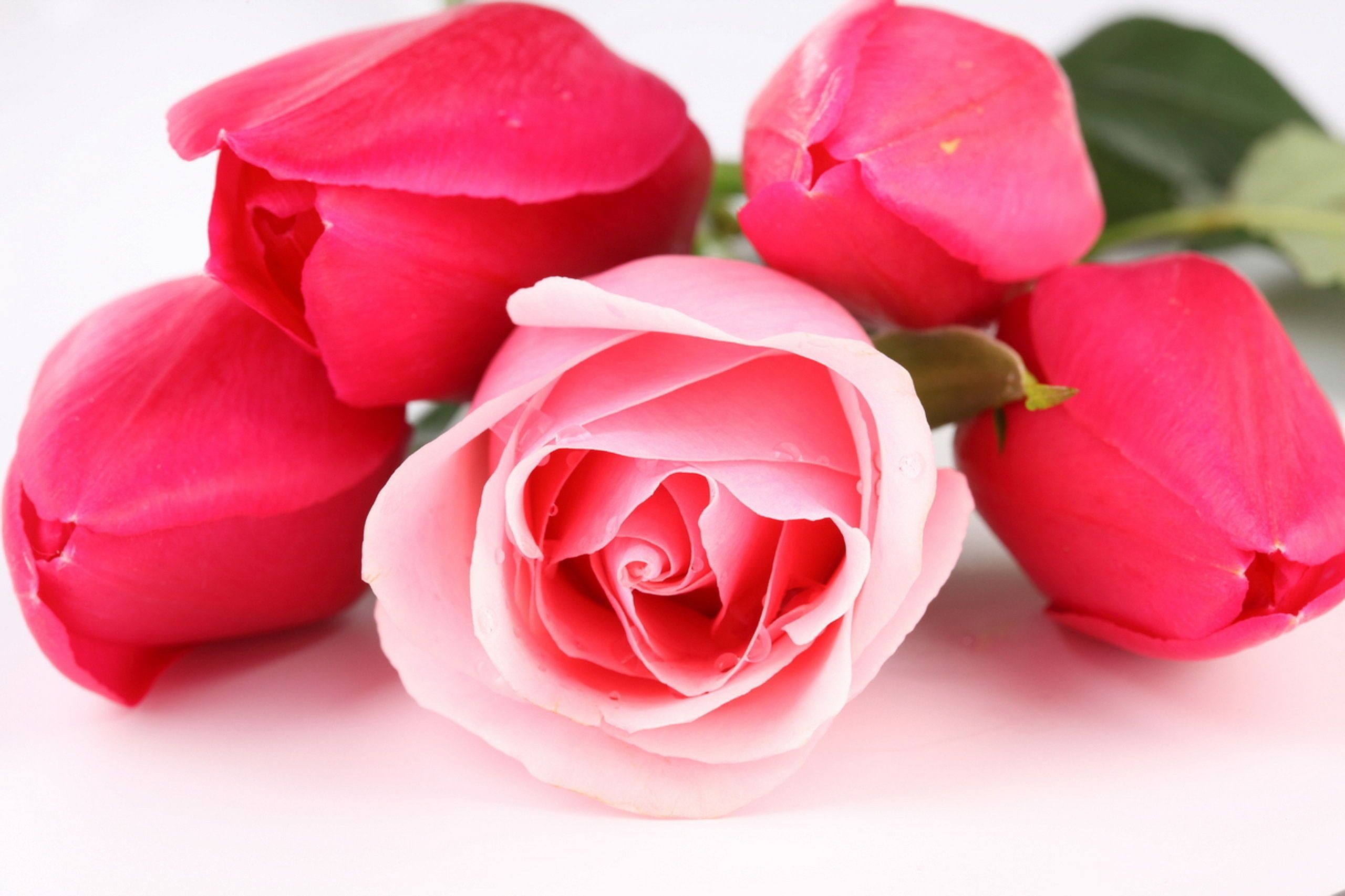 Rose rosa, Boccioli, Sfondo bianco, 2K, wallpaper per PC
