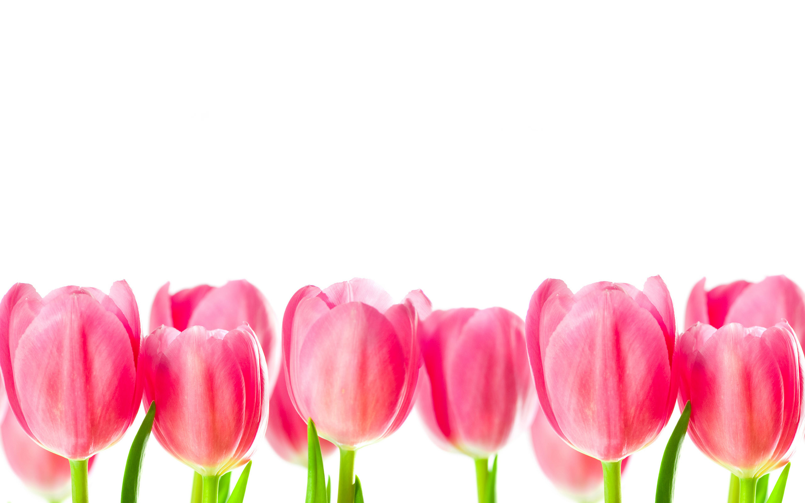 Tulipani rosa, Fiori, Sfondo bianco, 2K, wallpaper per computer