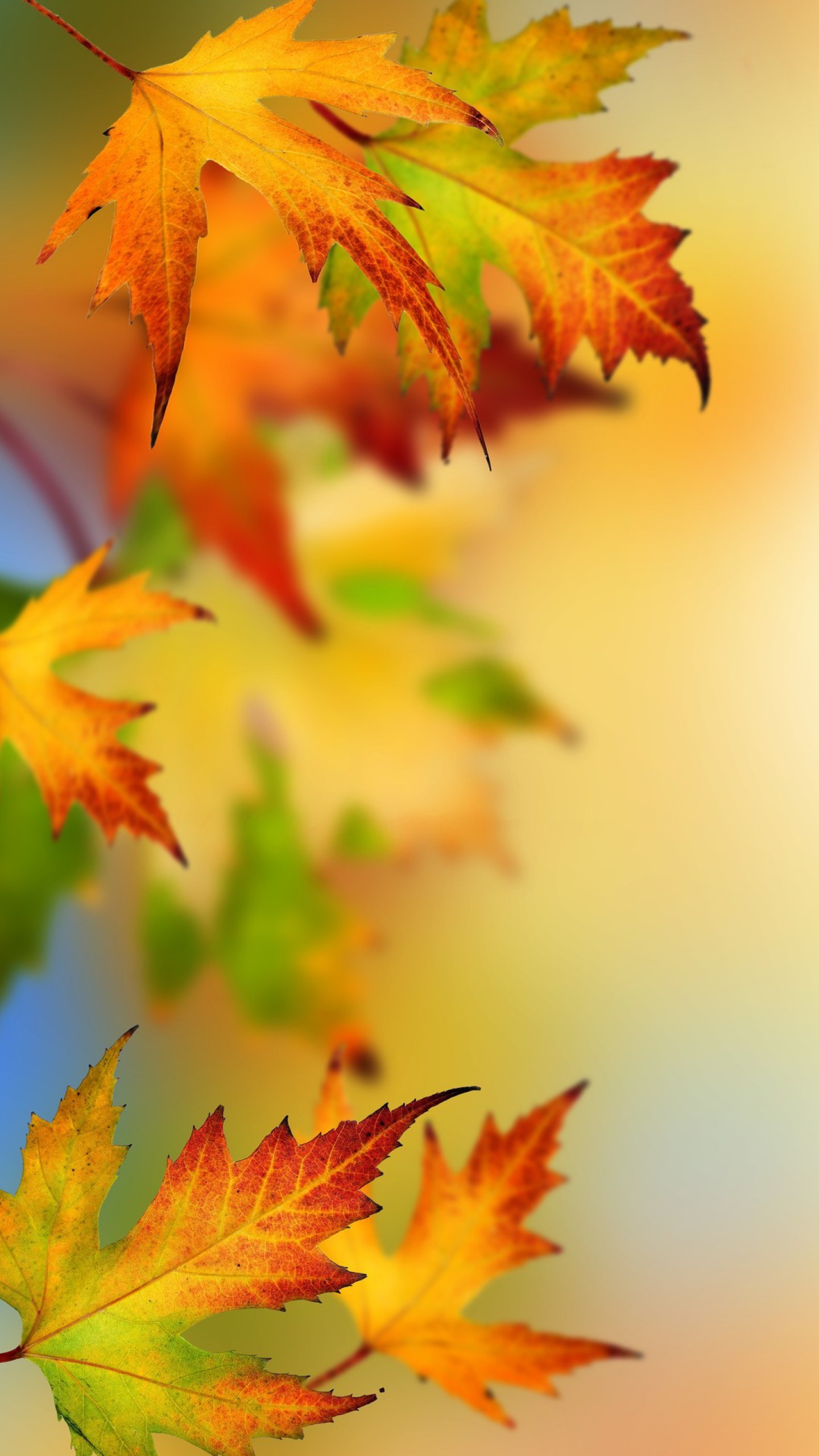 Foglie d'acero, Autunno, Arancione, QHD+, sfondo verticale per cellulare