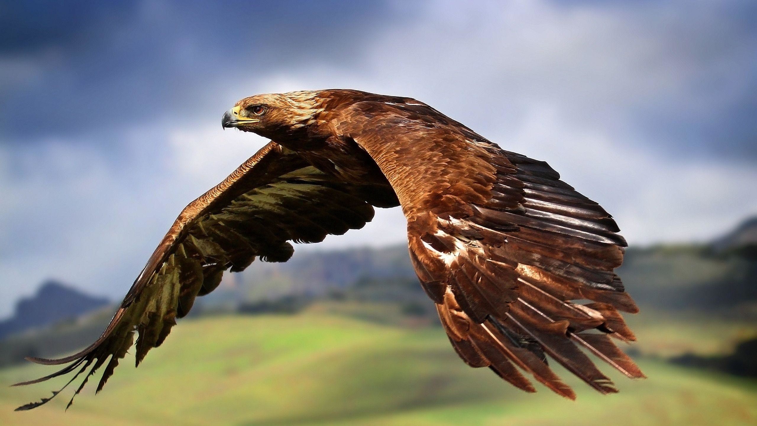 Aquila reale, In volo, Colline, 2K, sfondo Windows 11